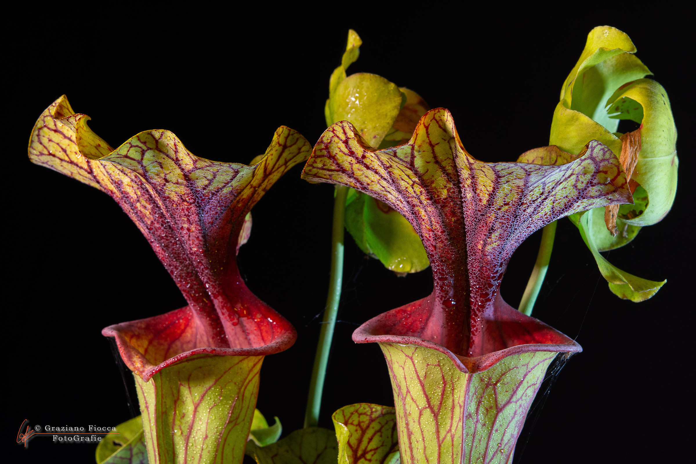 Sarracenia flava var. ornata Red troath