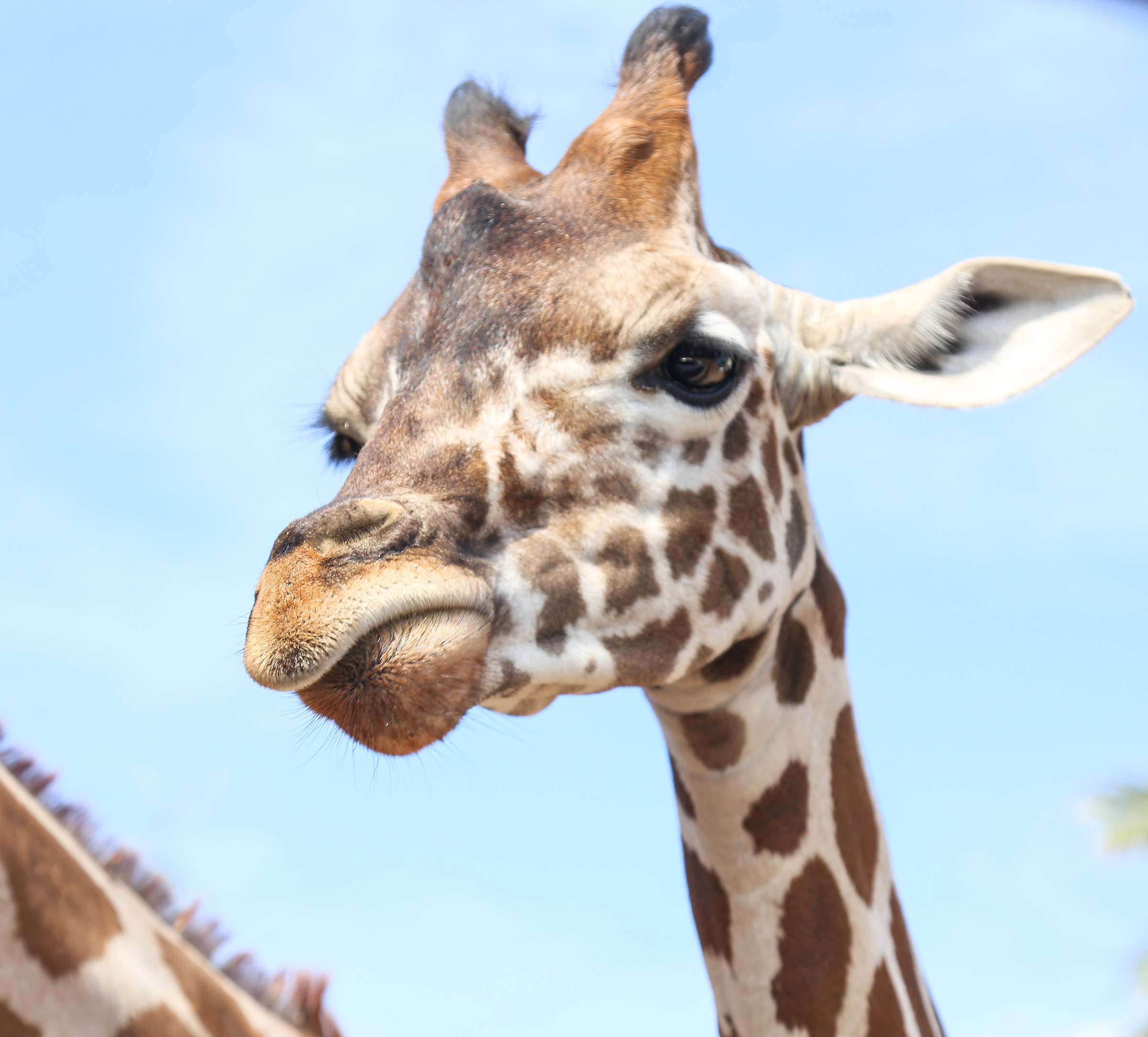 Giraffa camelopardalis