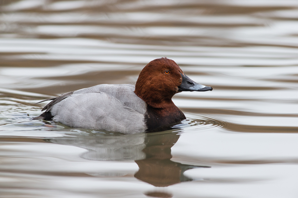 Pochard