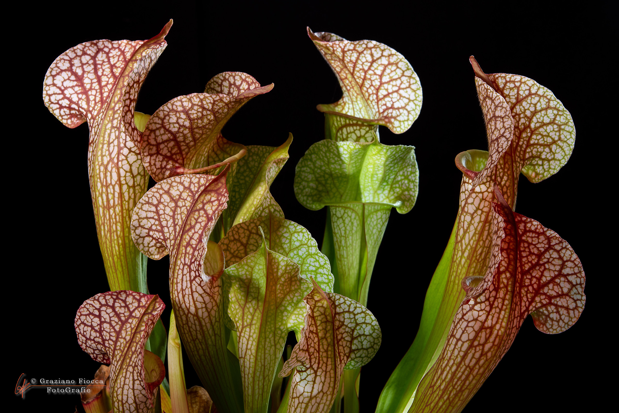 Sarracenia X "Sky watcher"