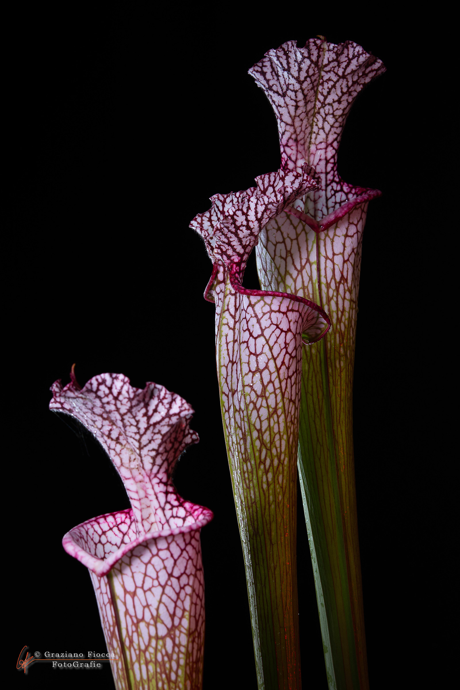 Sarracenia leucophylla Mirek l30a