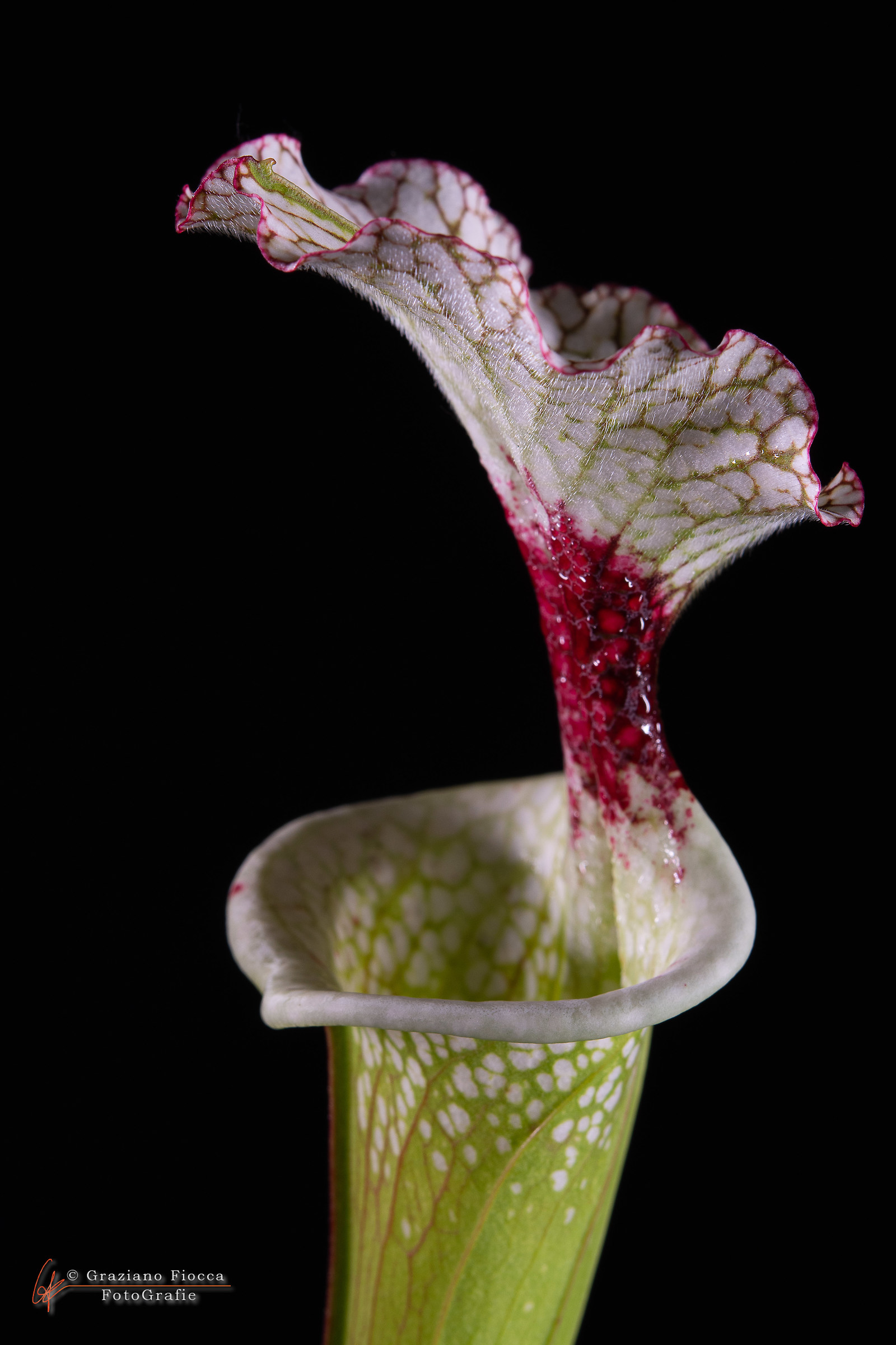 Sarracenia X moorei