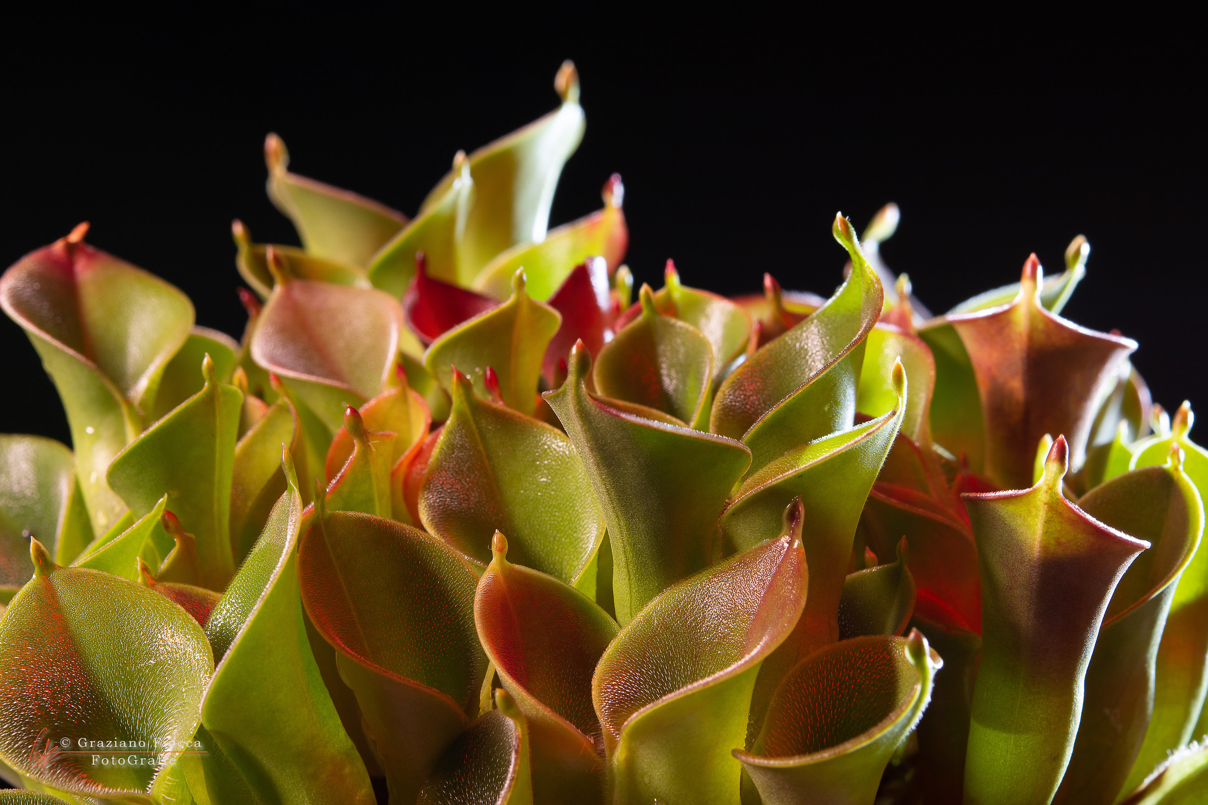 Heliamphora pulchella