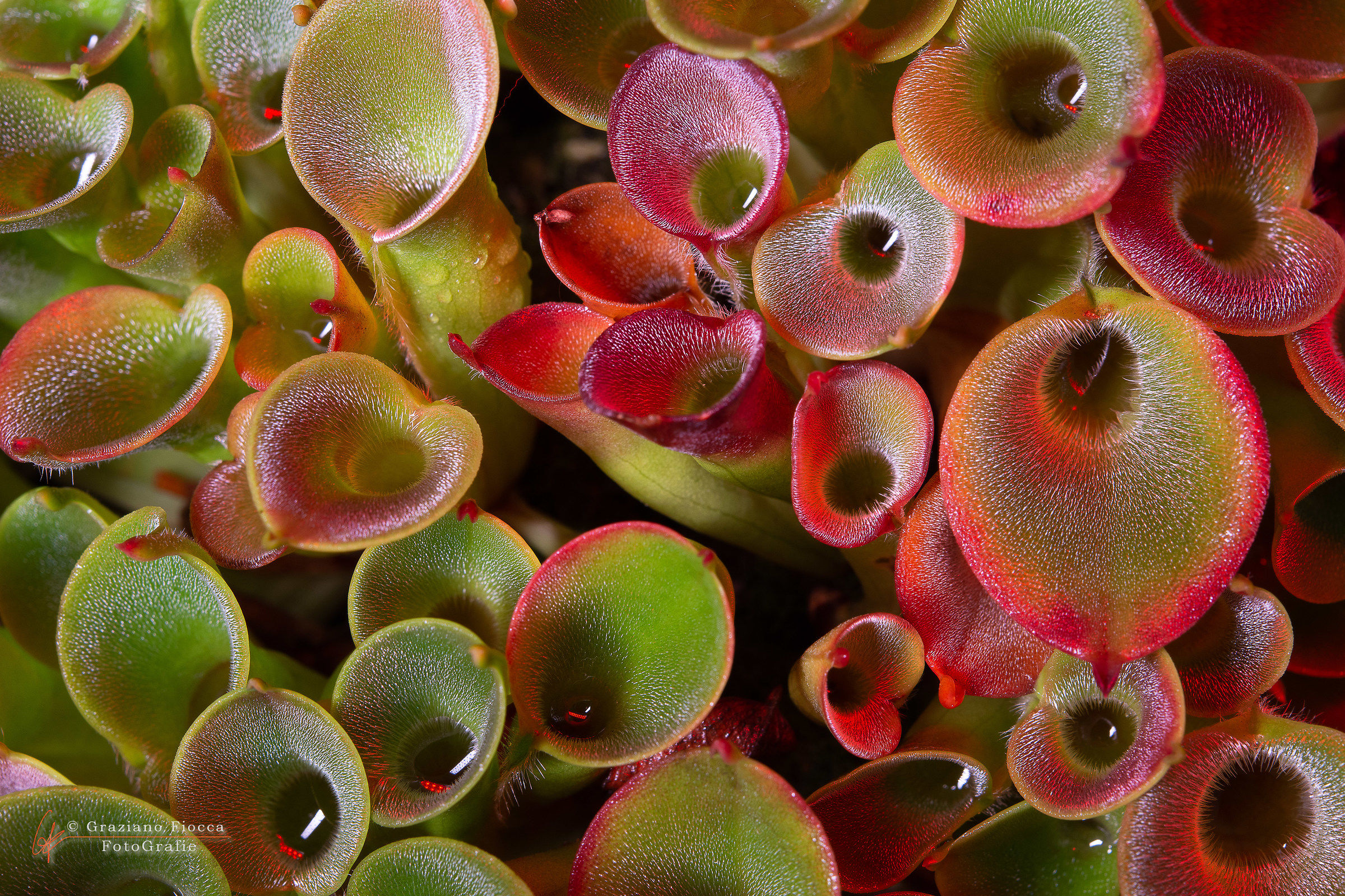 Heliamphora pulchella