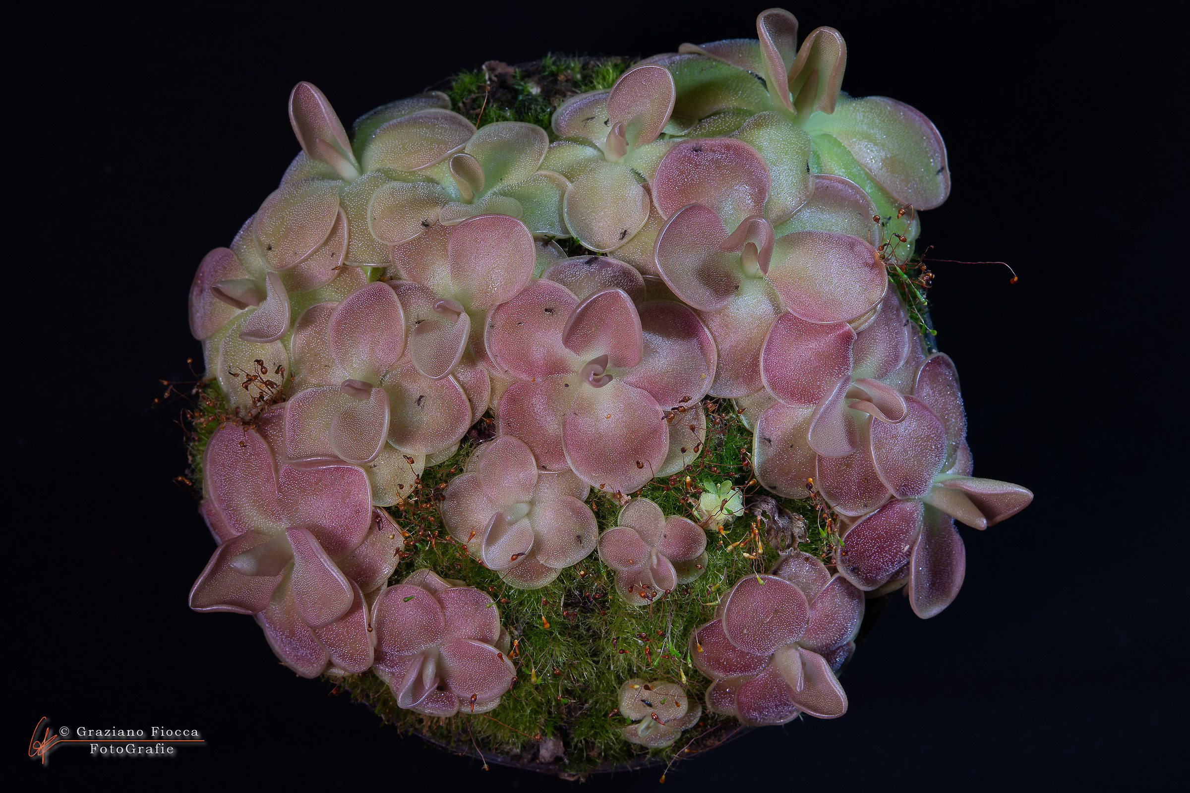 Pinguilcula X "Fake Weser"