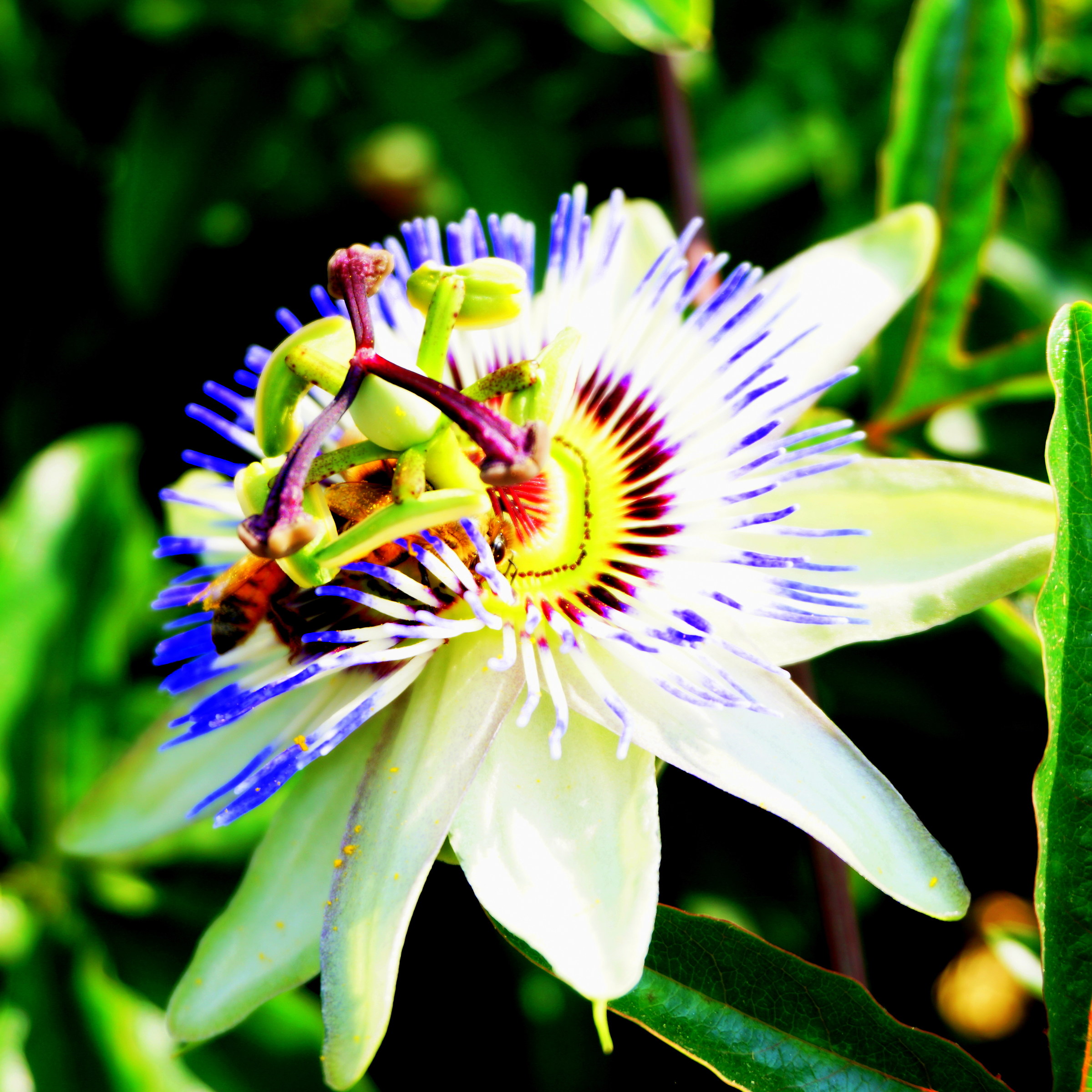 The universe in a flower