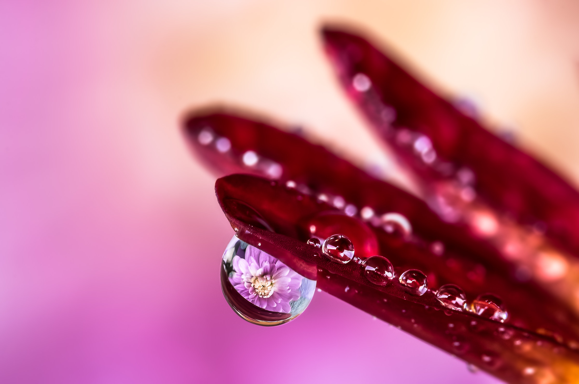 Drops Flowers Gocce Fiori Riflessi Mario JR Nicorelli