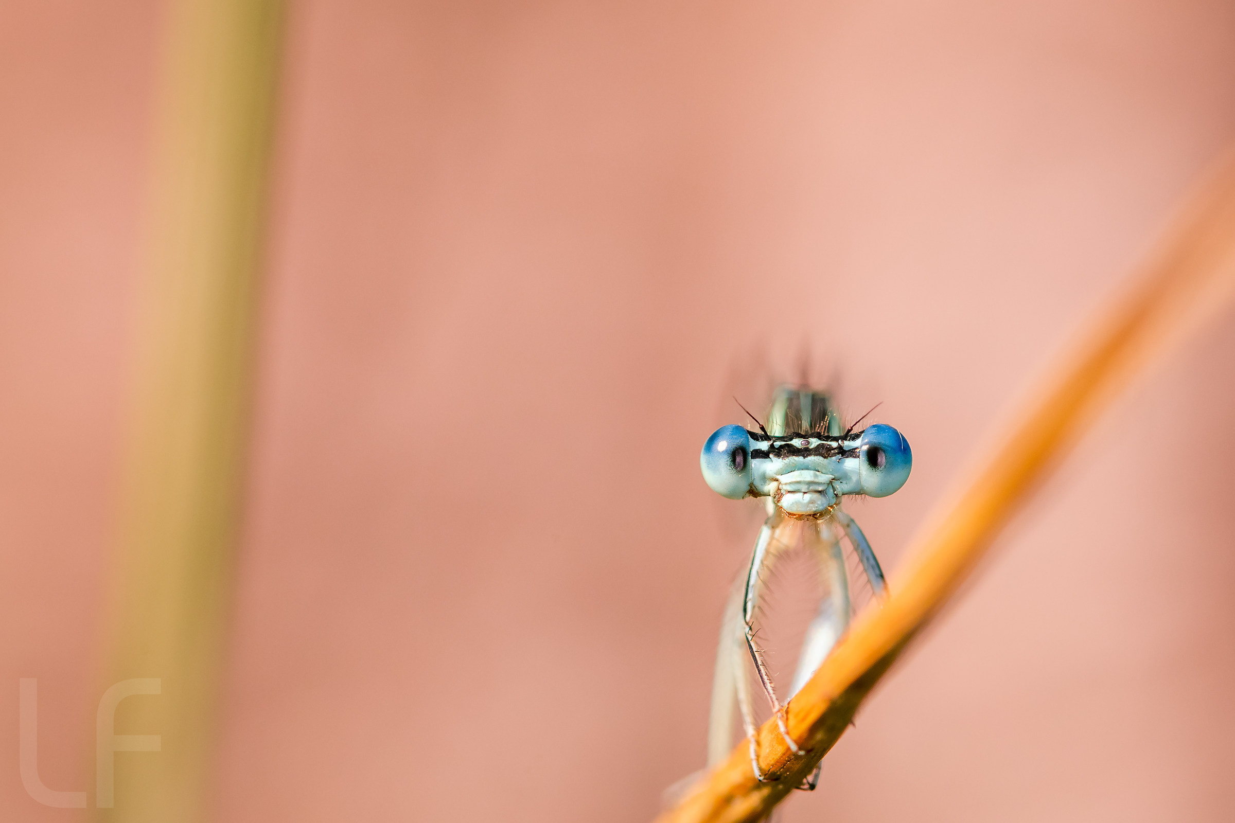 Blue damselfly