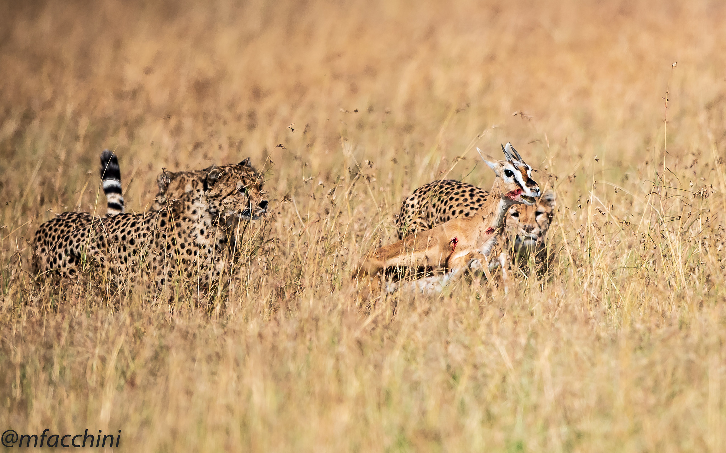 Five cheethas hunting