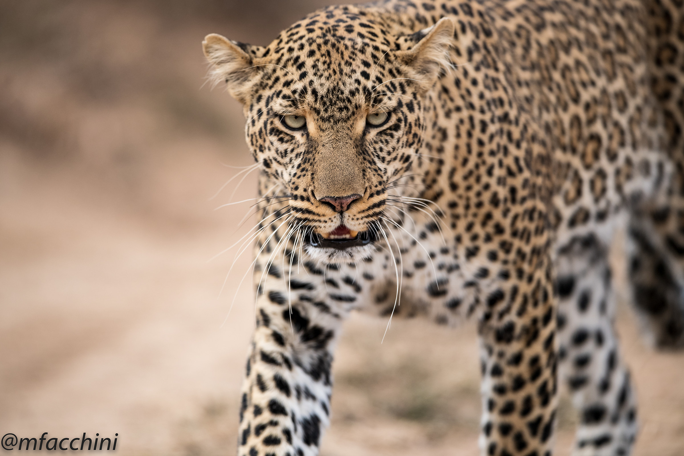 Leopard Yellow eyes