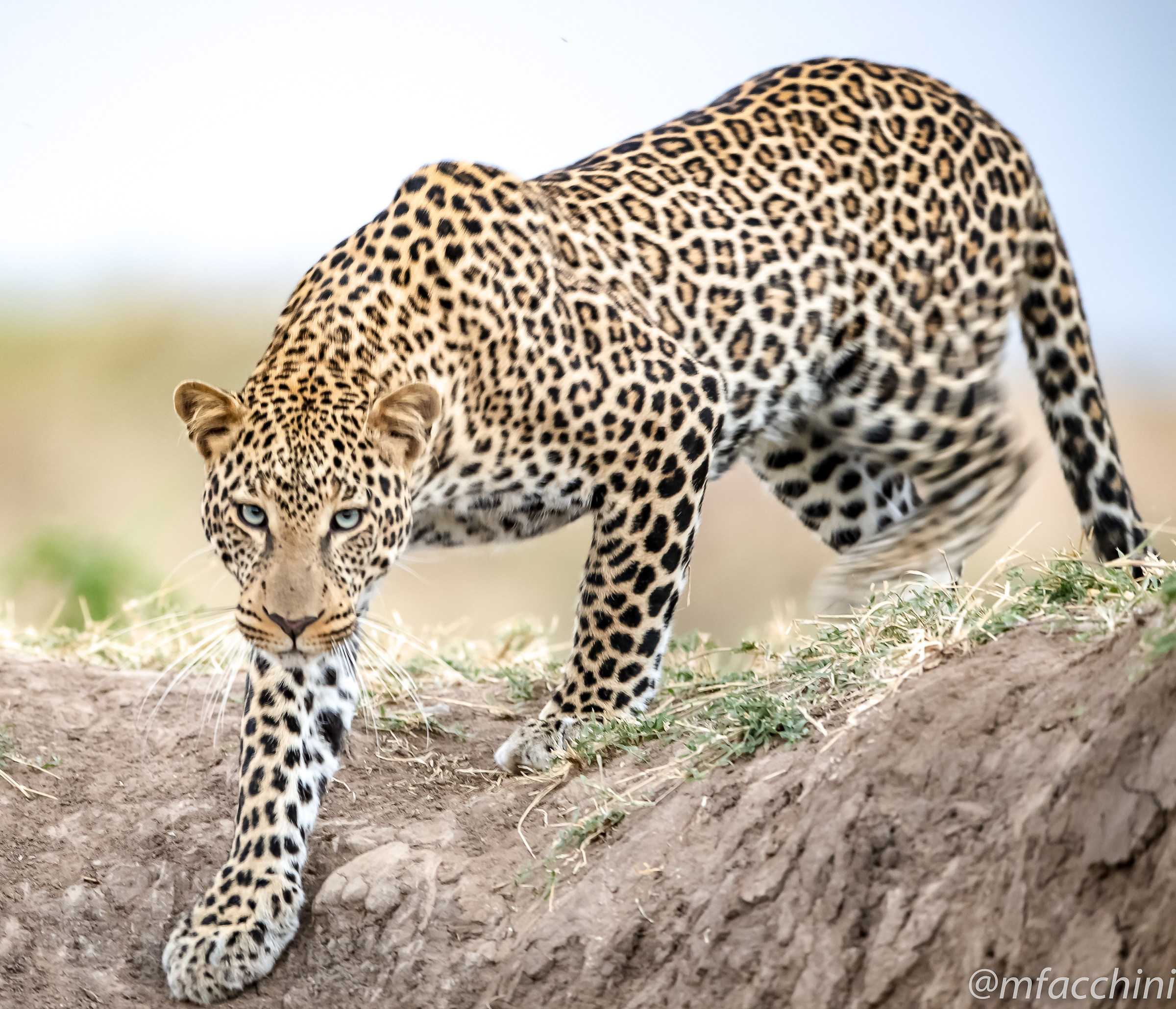Leopard Blues ' eyes in Mouvment
