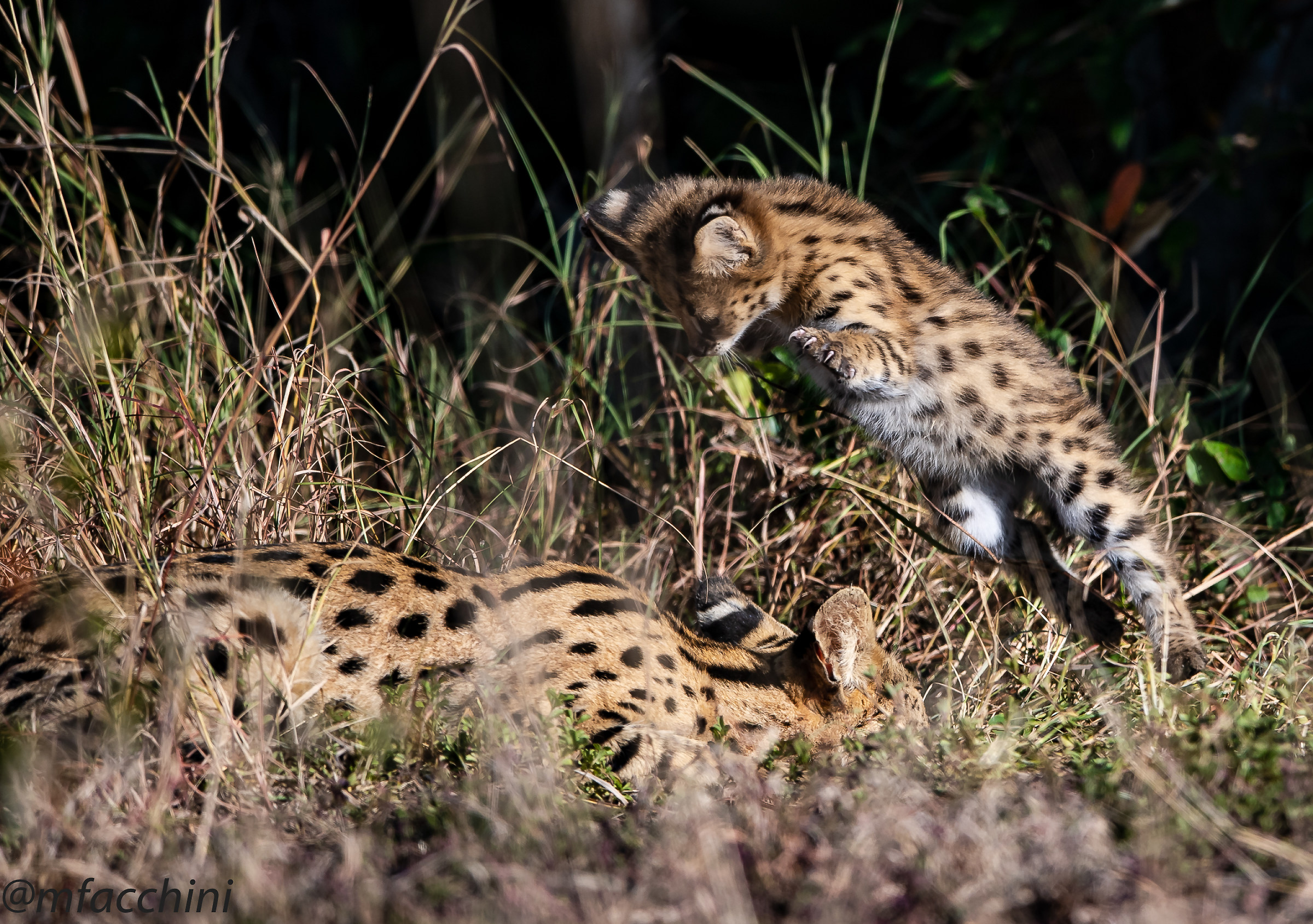 Serval Cats Jump