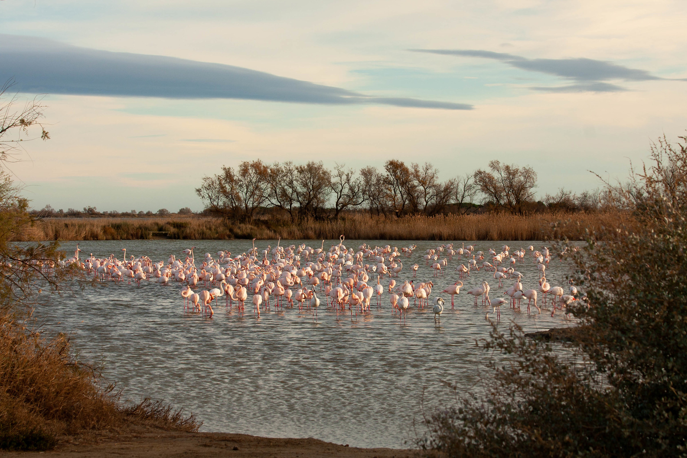 Camargue in Pink