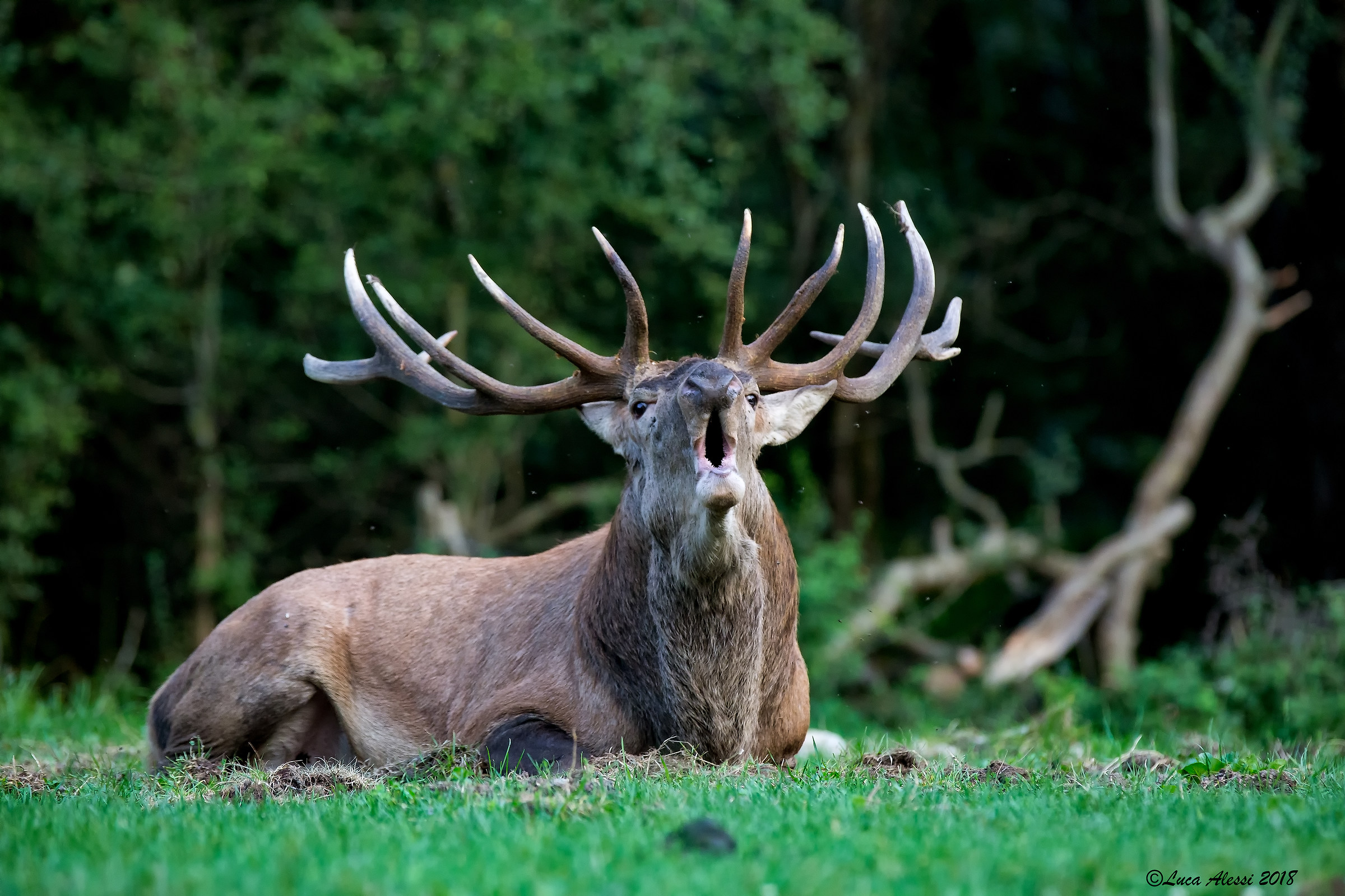 Tu fotografi, io bramisco