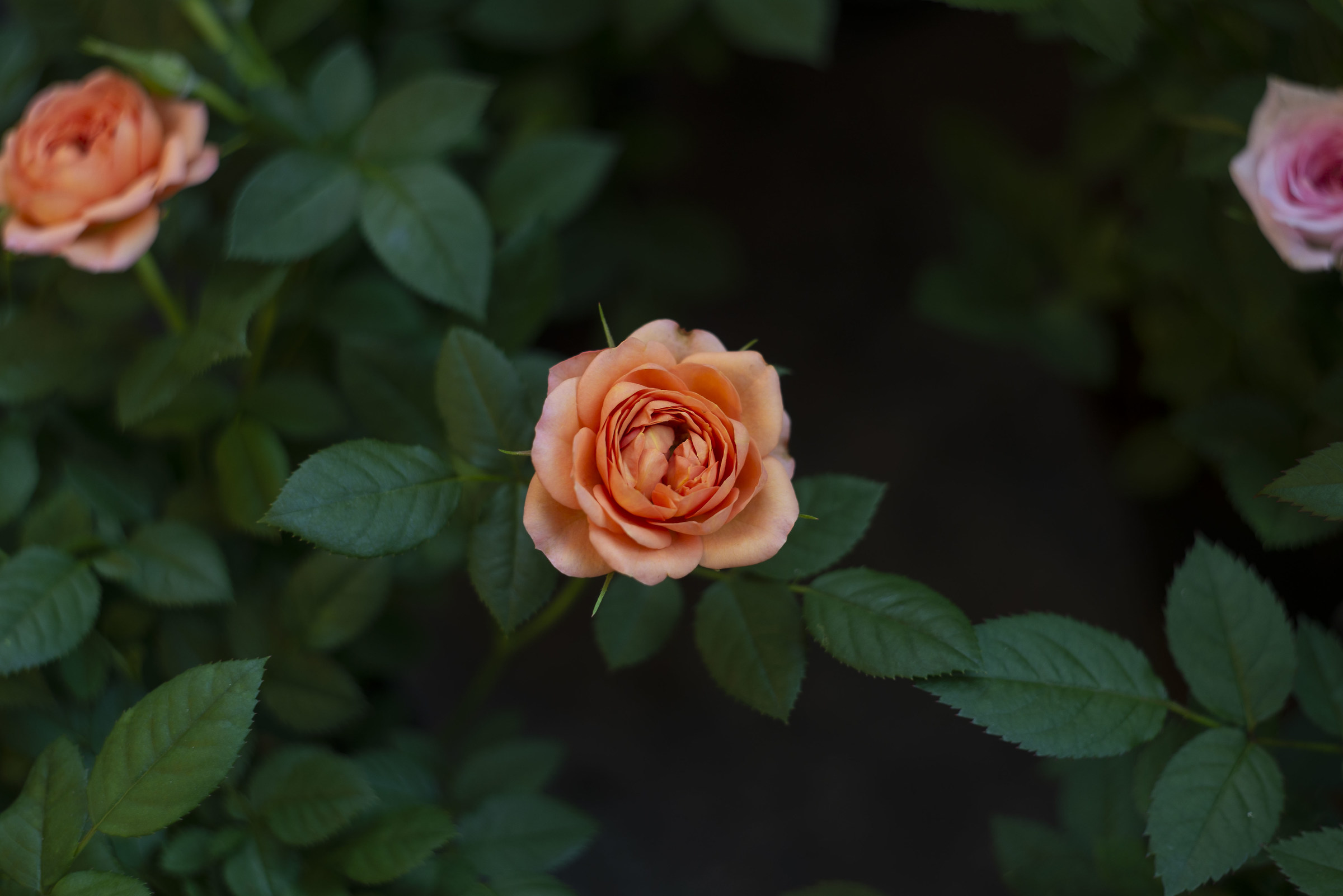 Rose