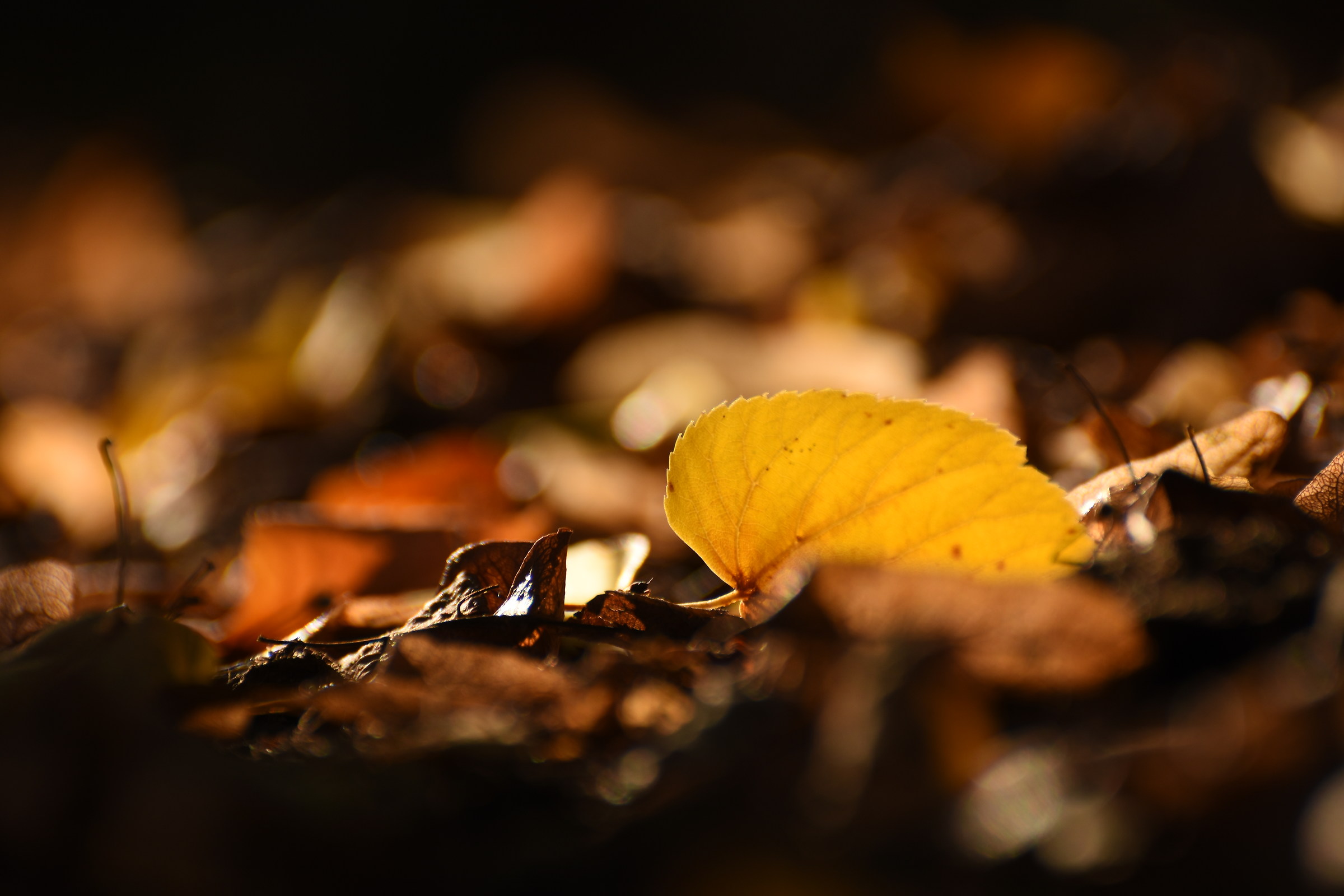 I colori dell'autunno