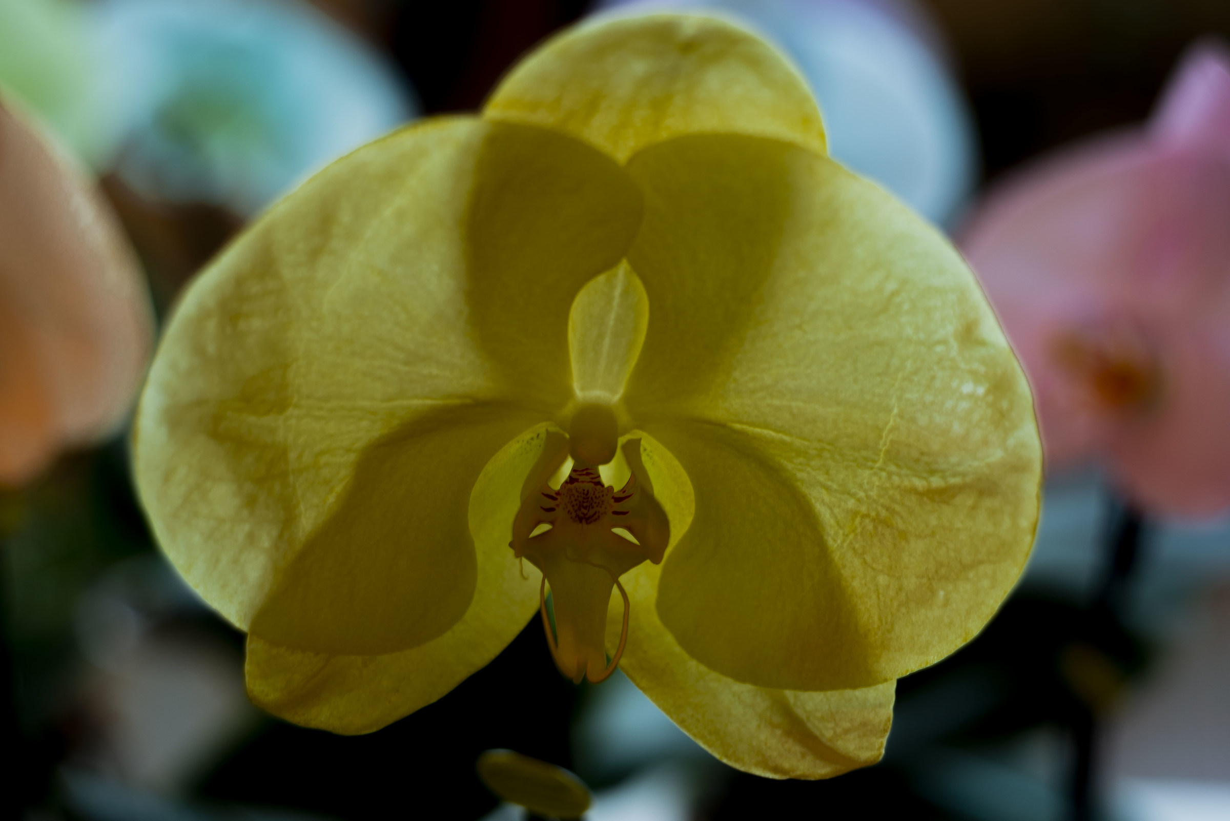 Orchid