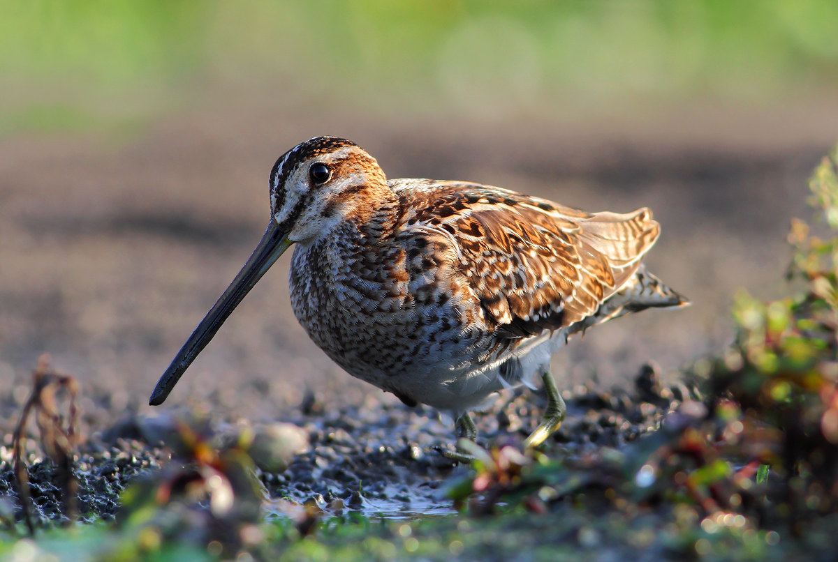 Snipe