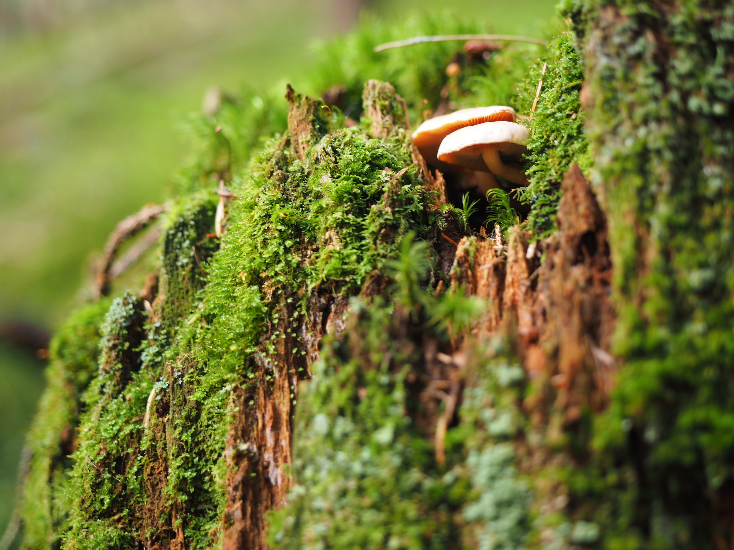 mushrooms (cit. Antonio Albanese)