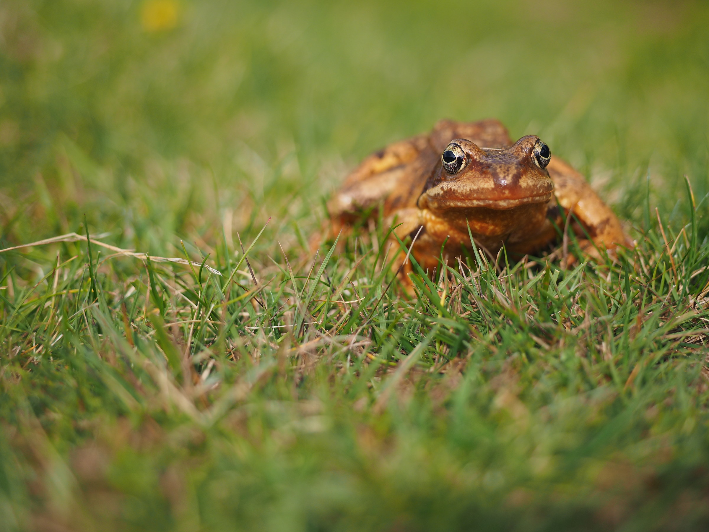 High Mountain Amphibian