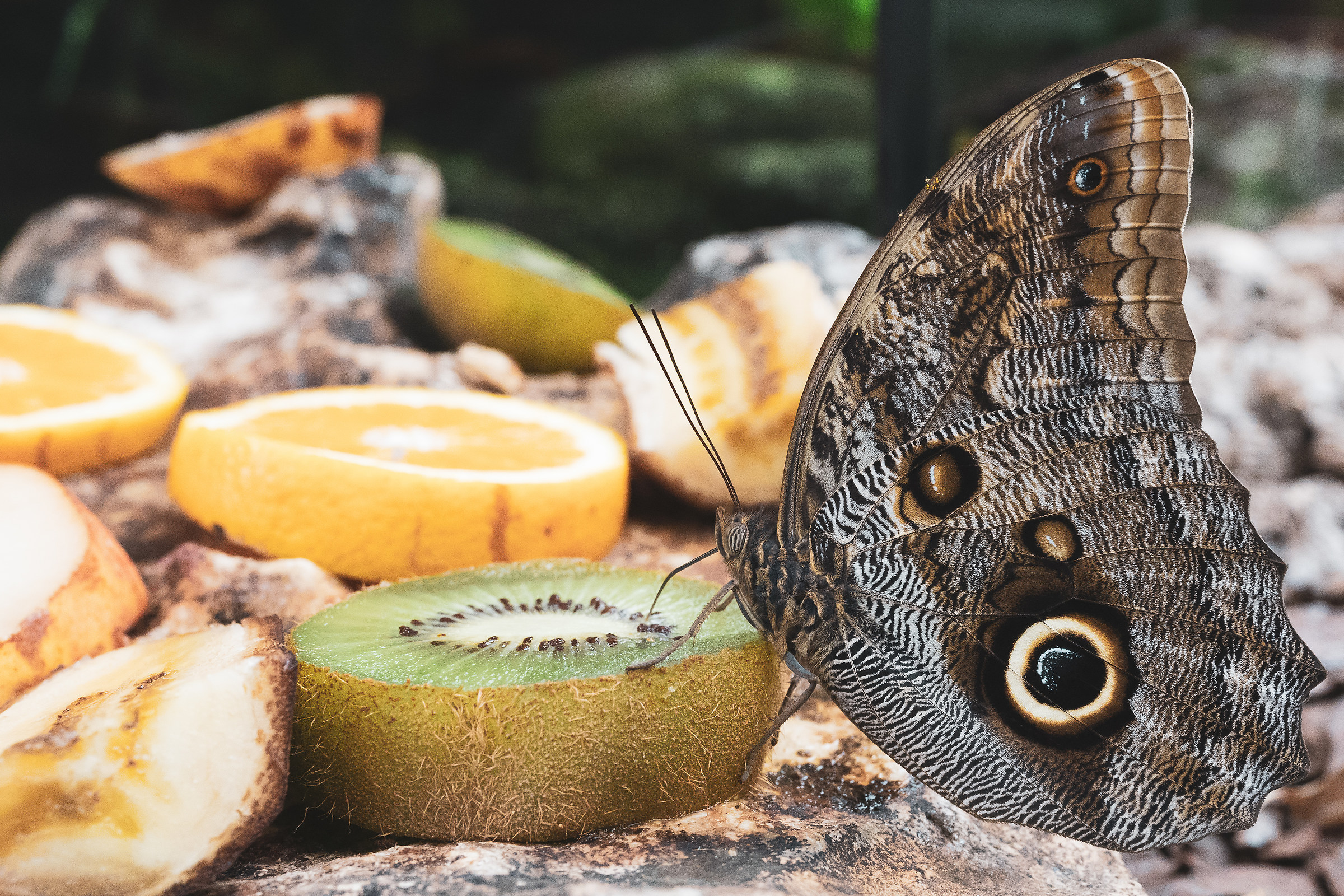 Lunch for butterflies