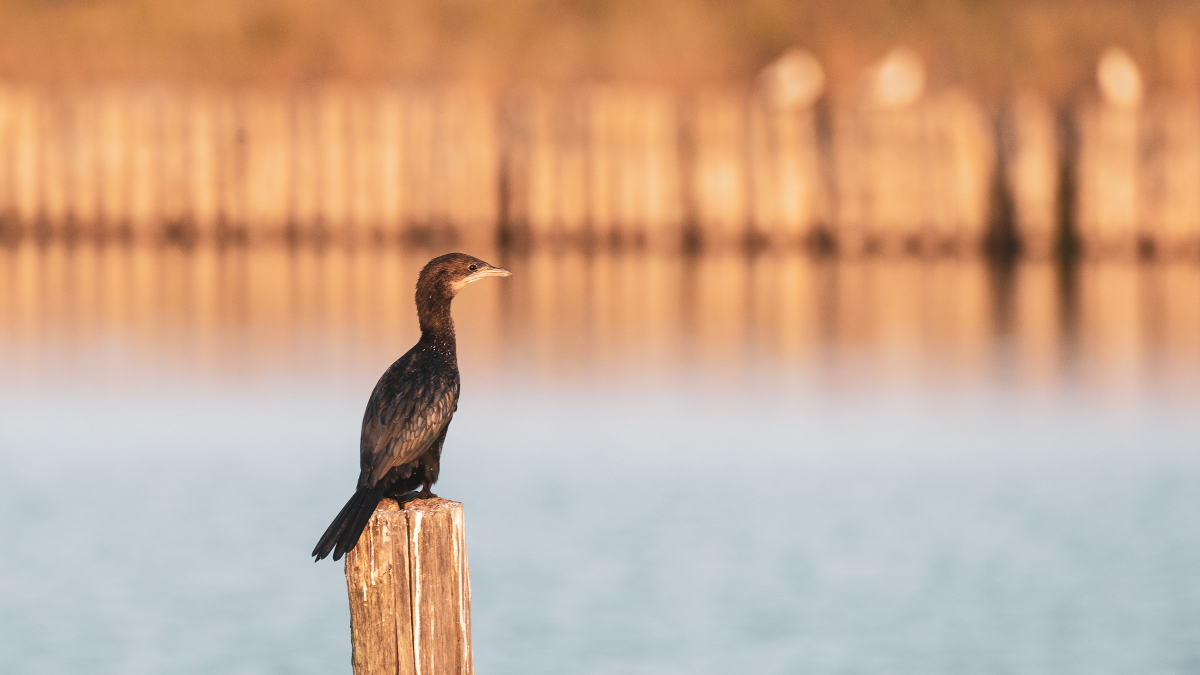Cormorate in In pink