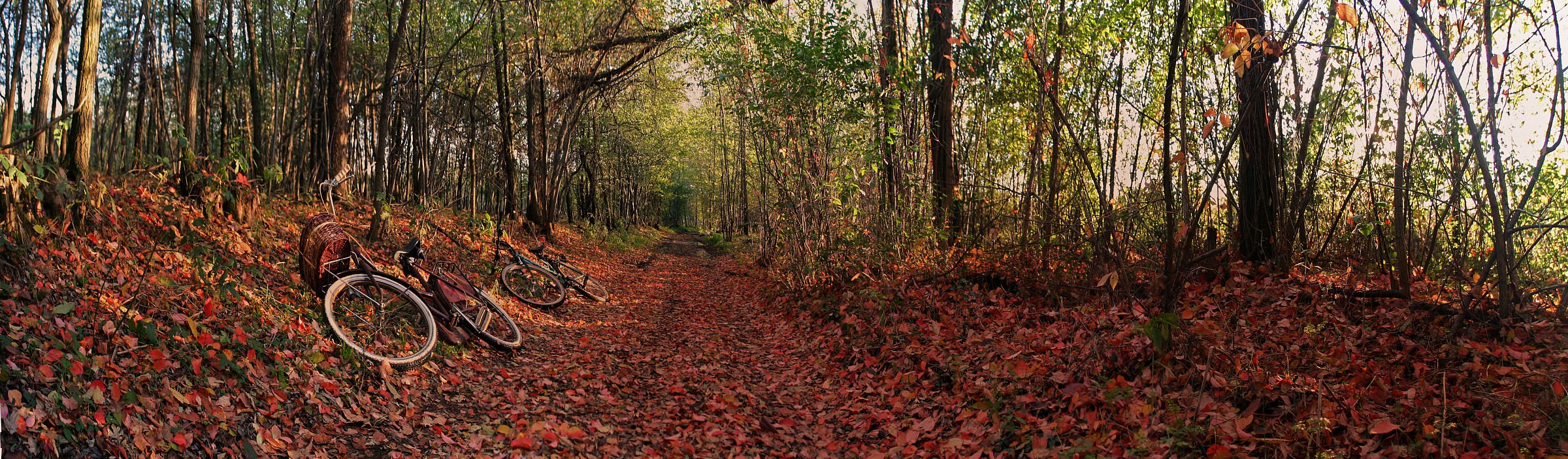 i colori dell'autunno