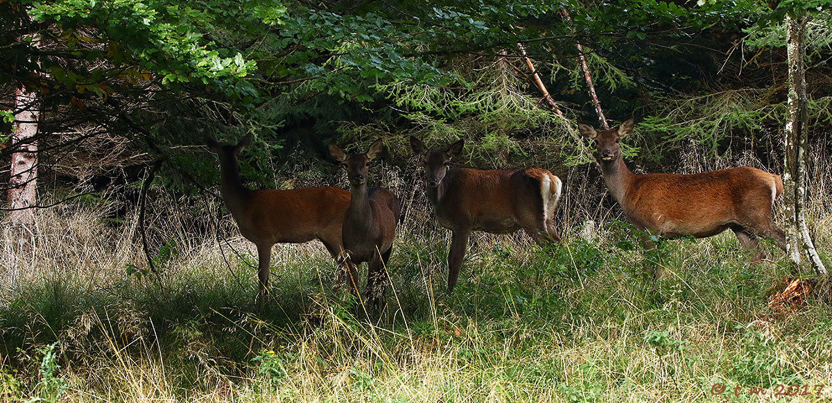 4 Girlfriends Grazing