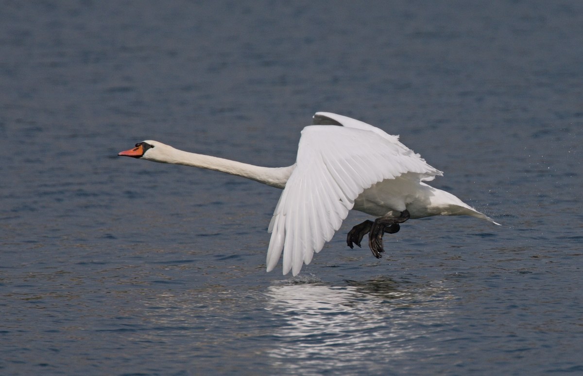 Swan flying