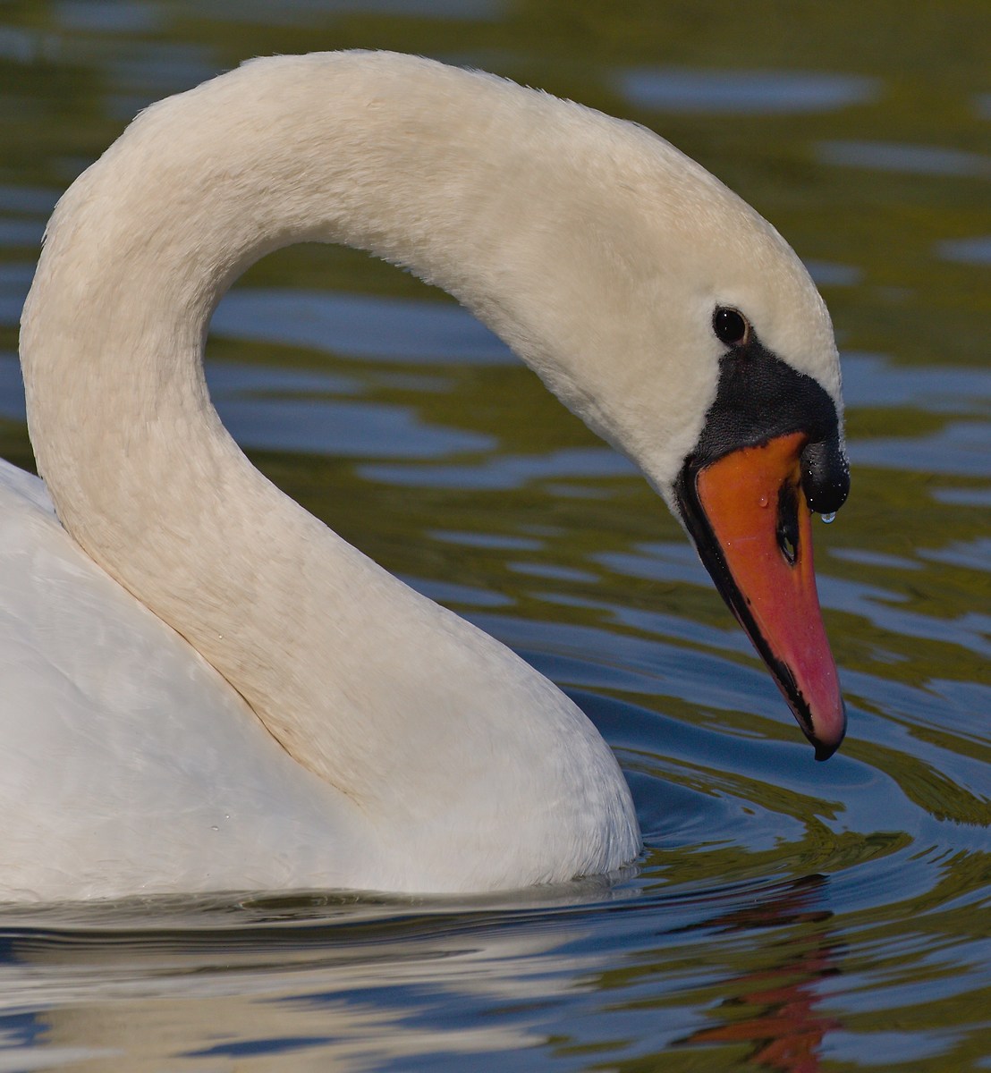 Swan portrait