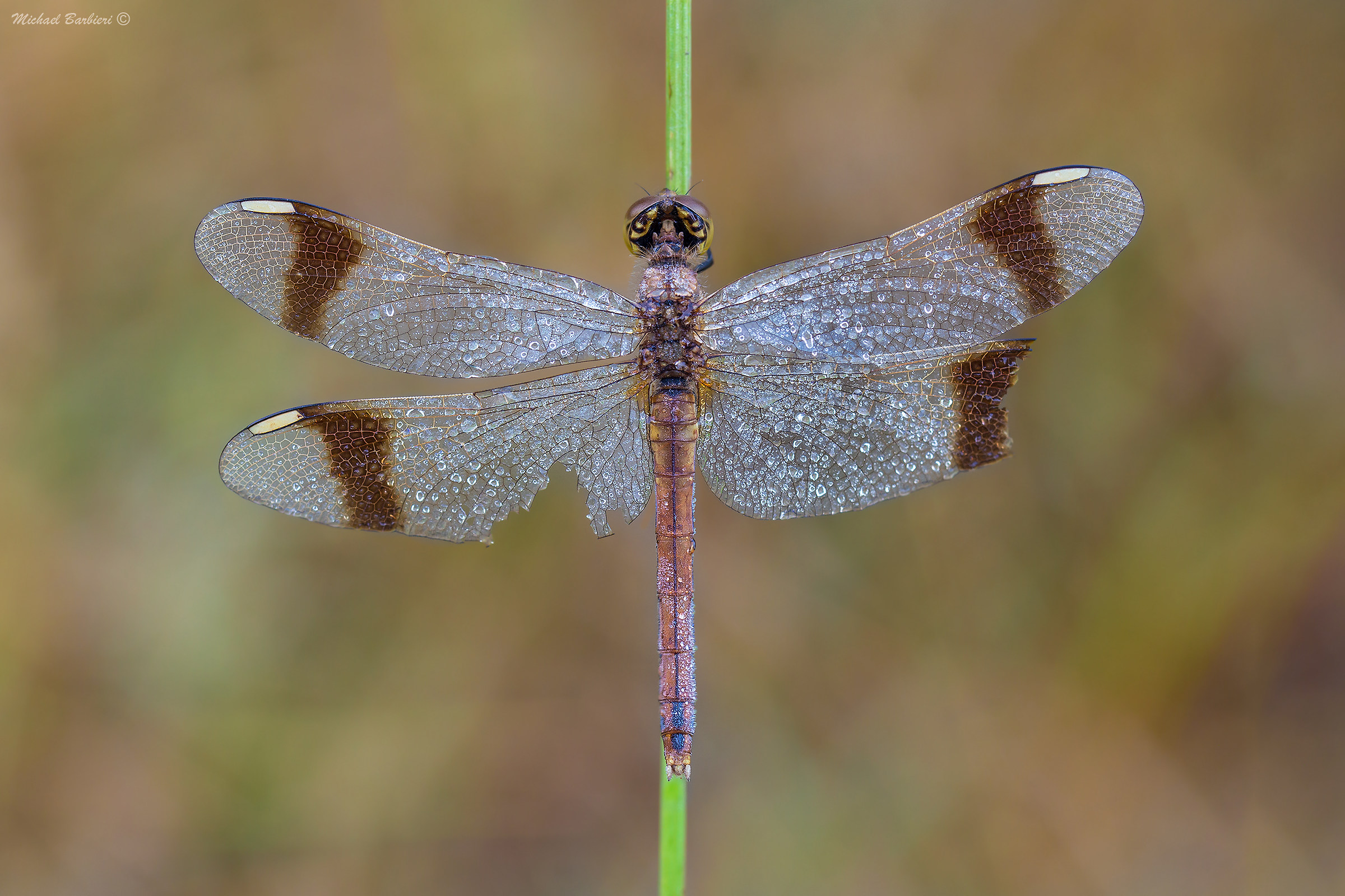 Sympetrum-pedemontanum