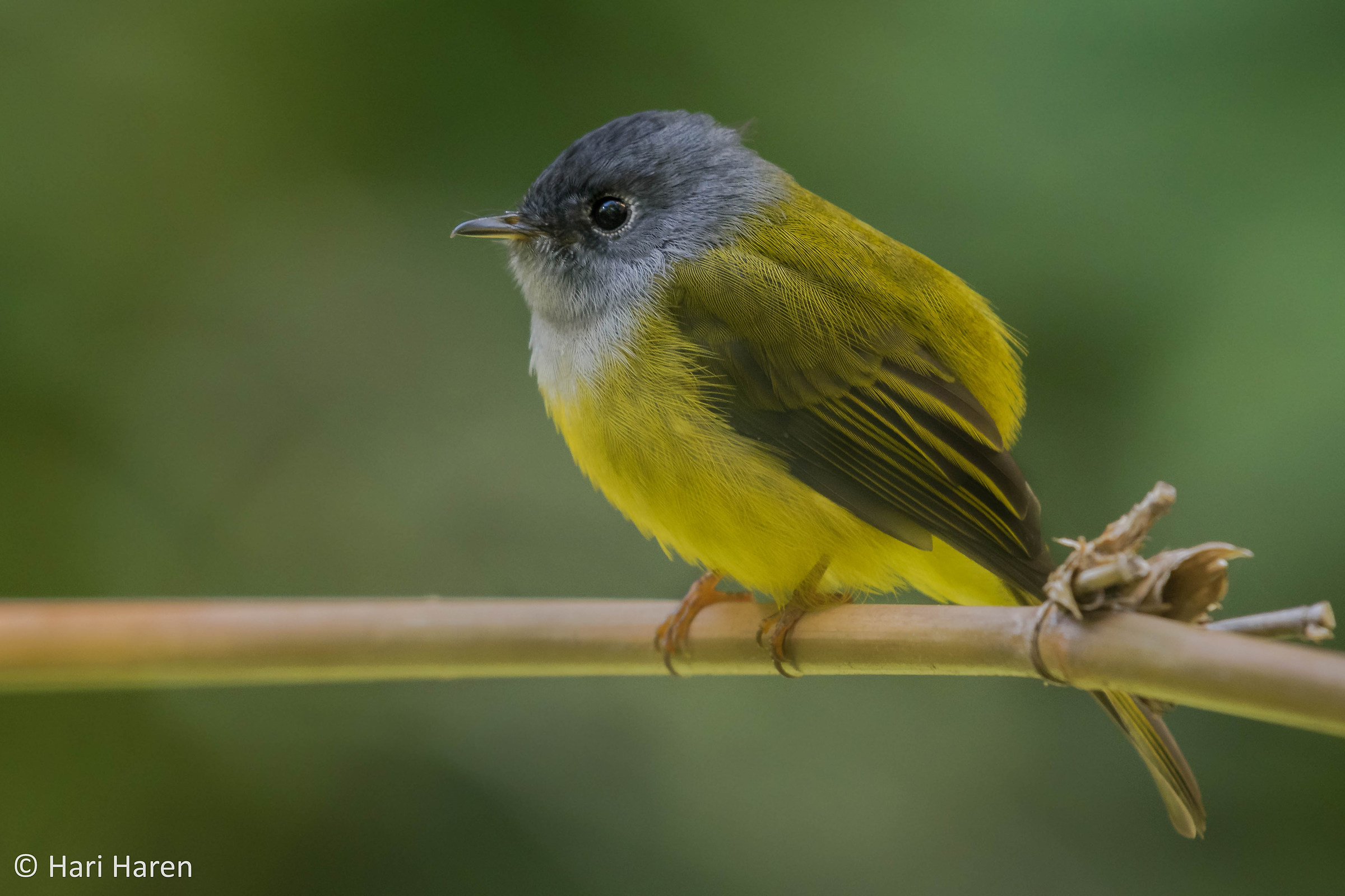 Grey headed canary flycatcher