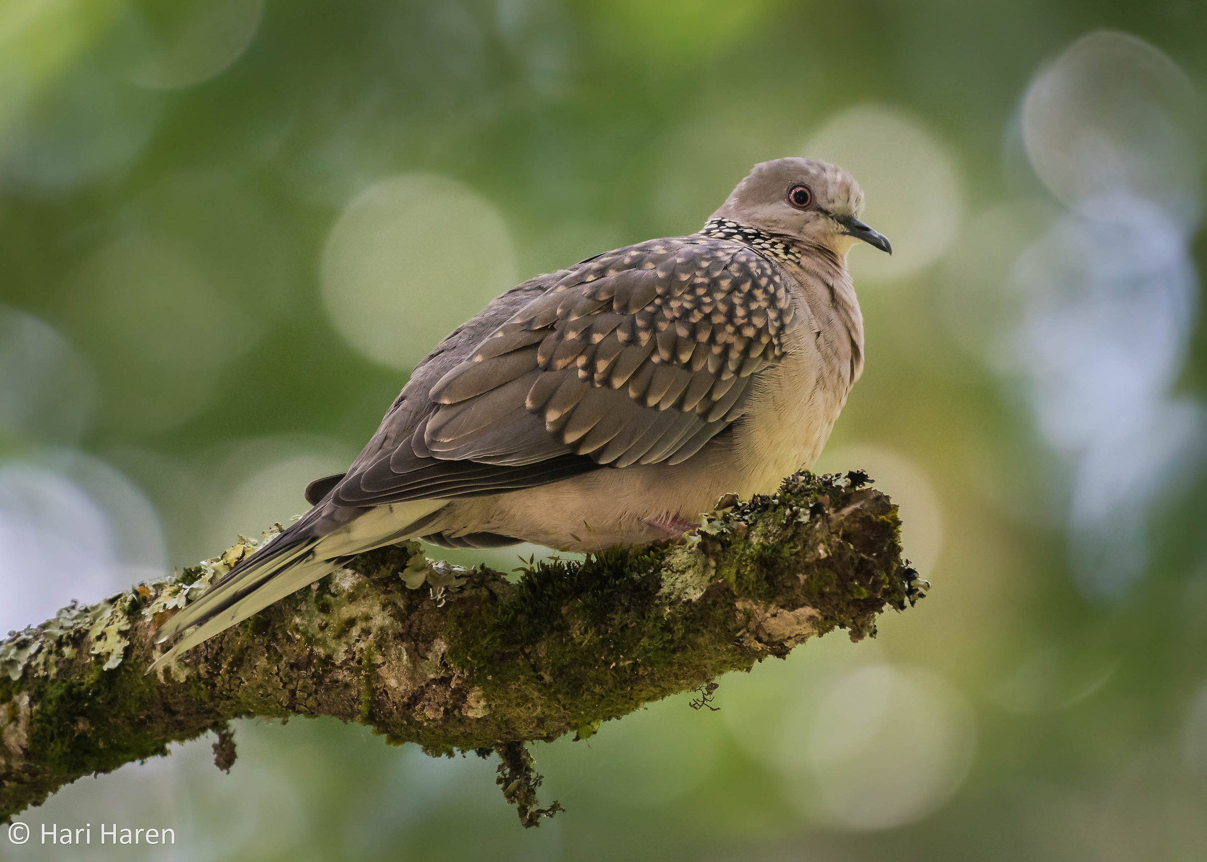 Laughing dove