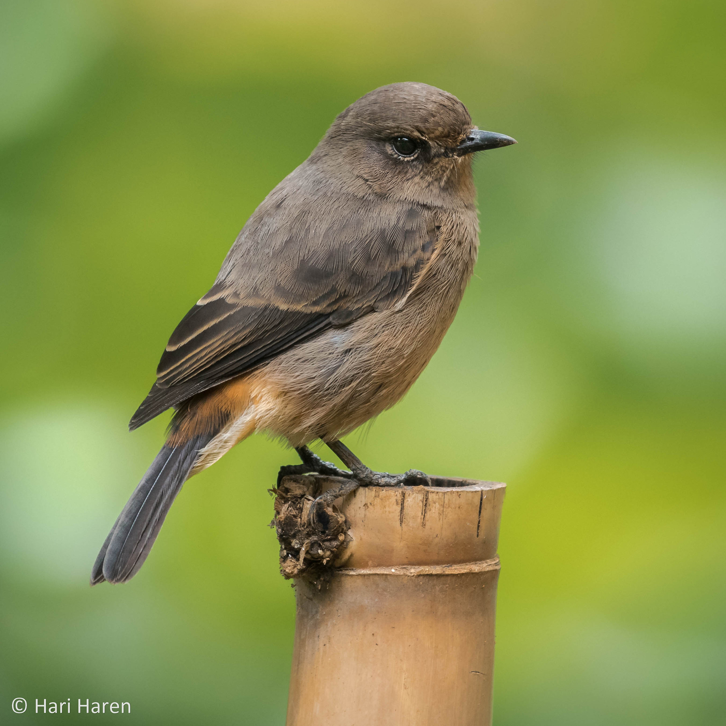 Pied bushchat female