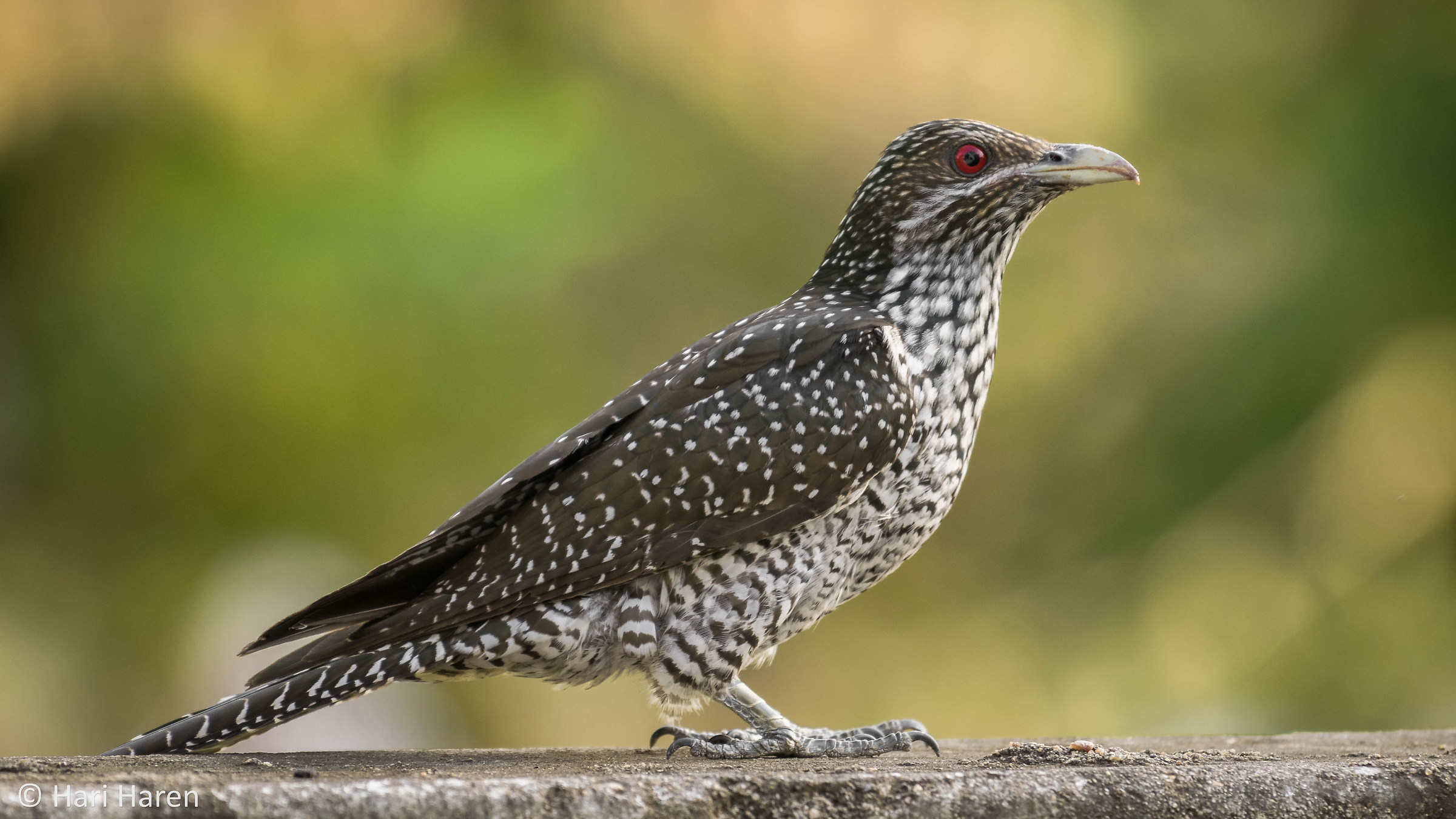 Indian koel female