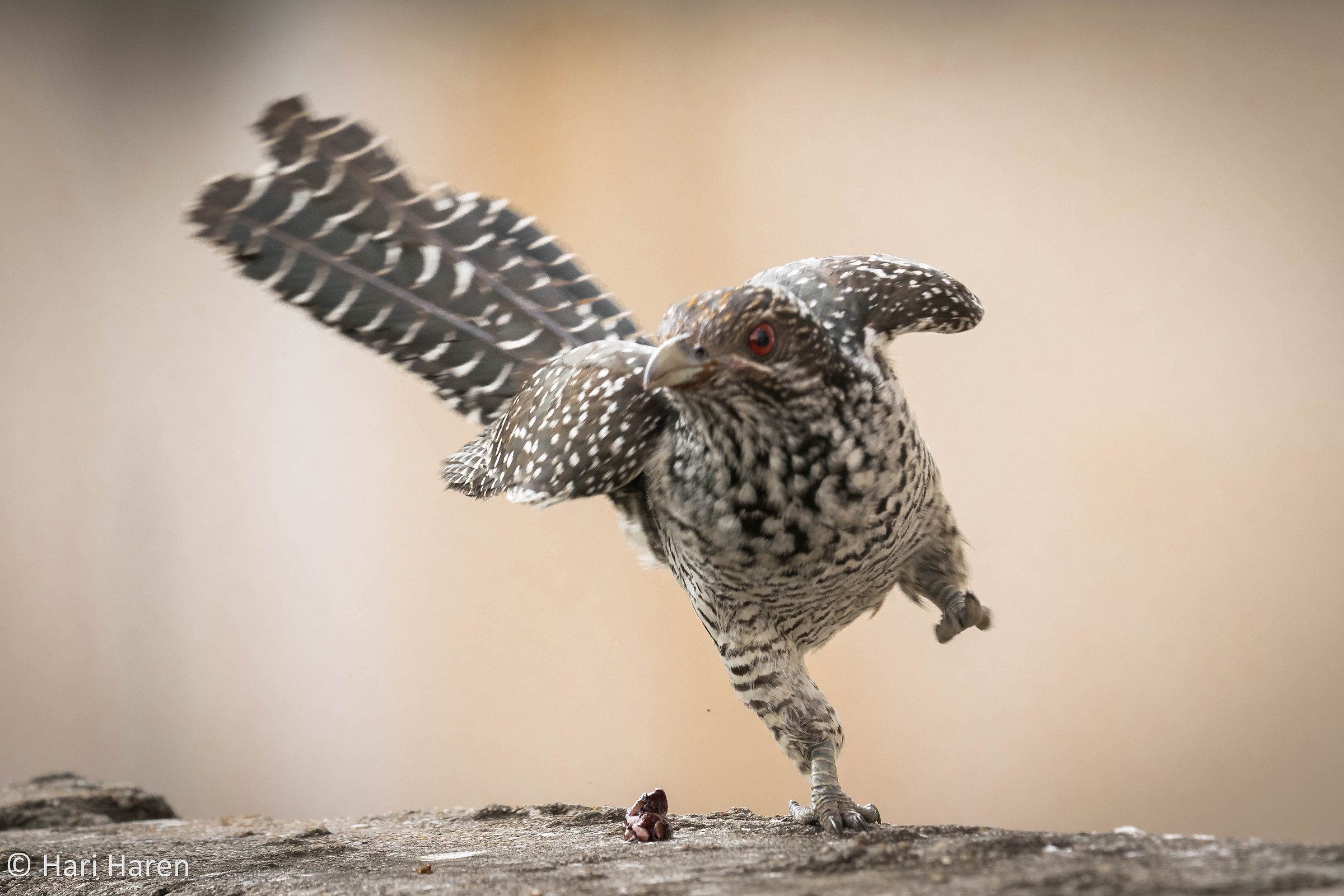 Asian koel female