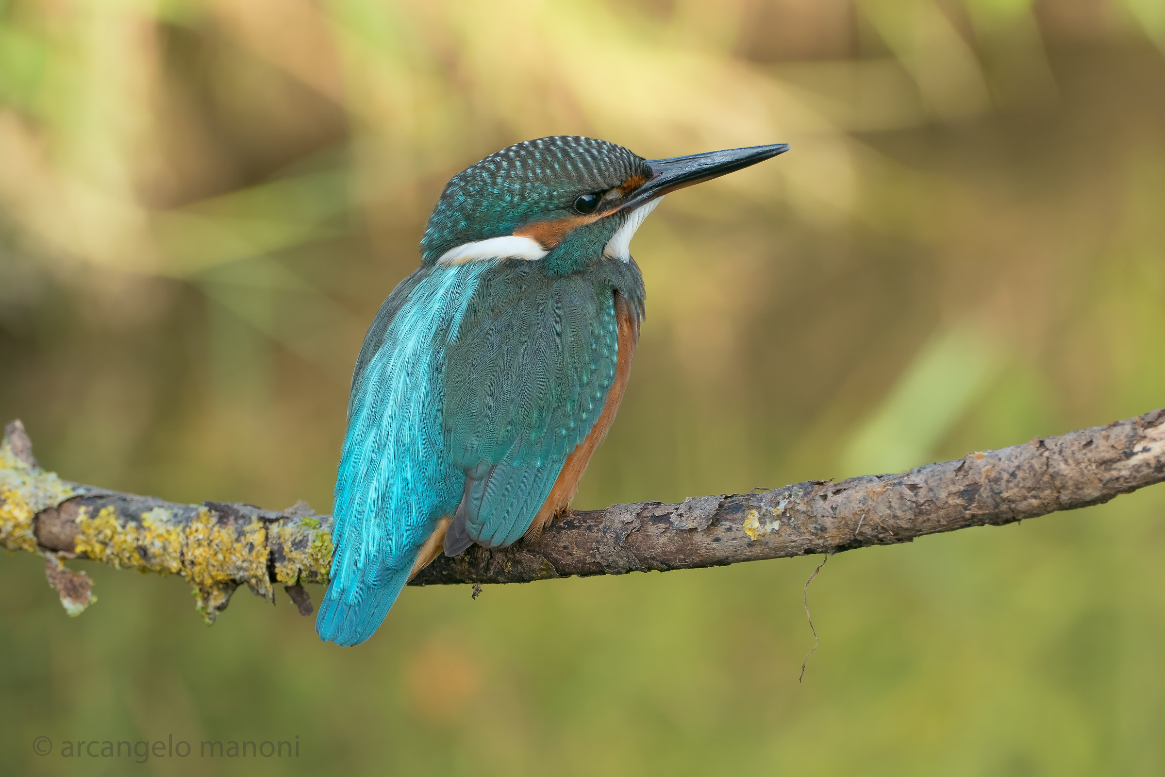 Alcedo atthis