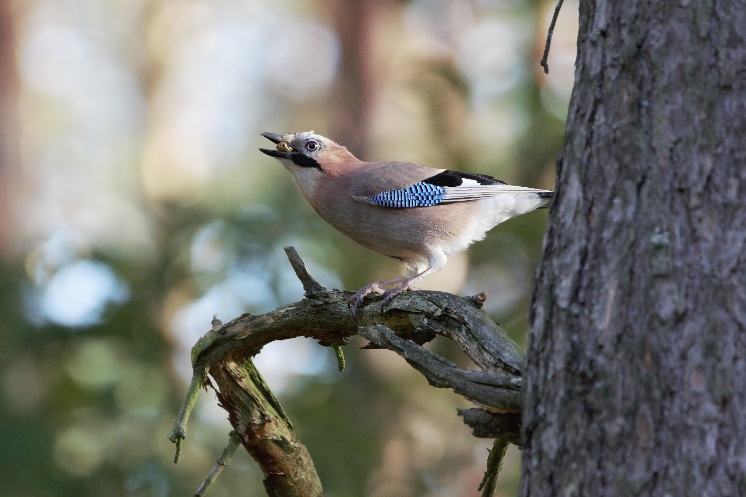 Ghiandaia (Garrulus glandarius)
