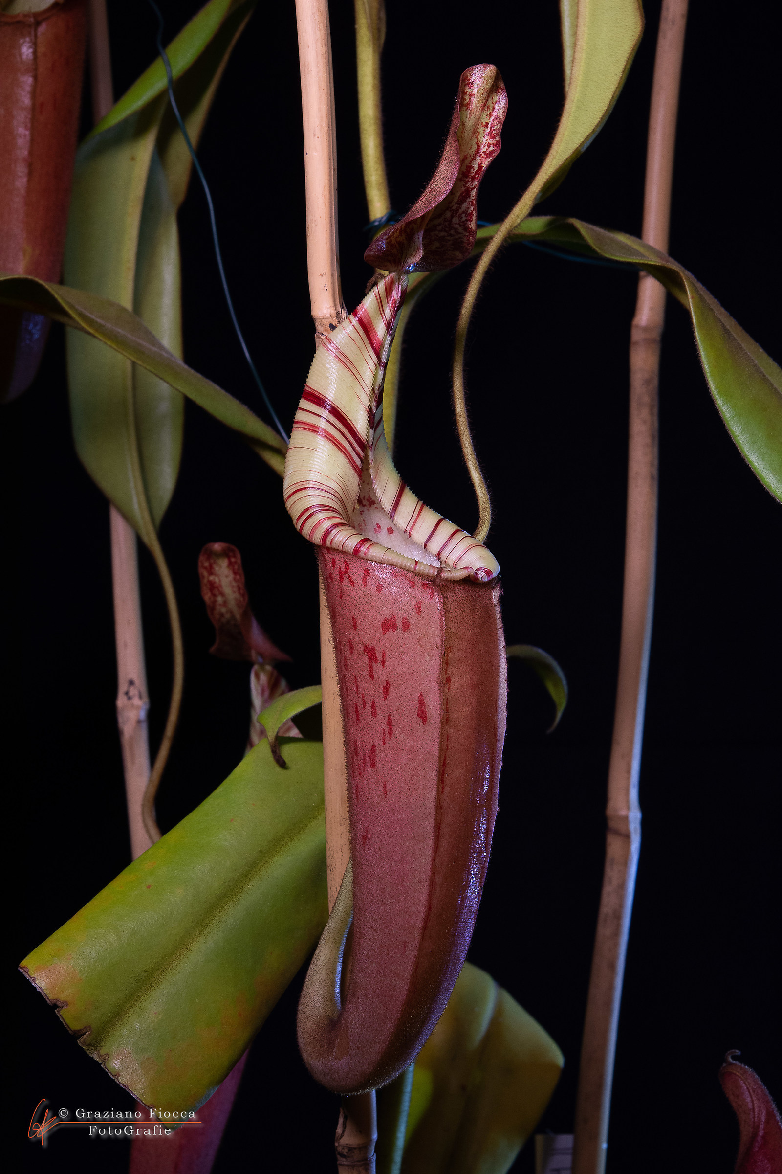 Nepenthes
