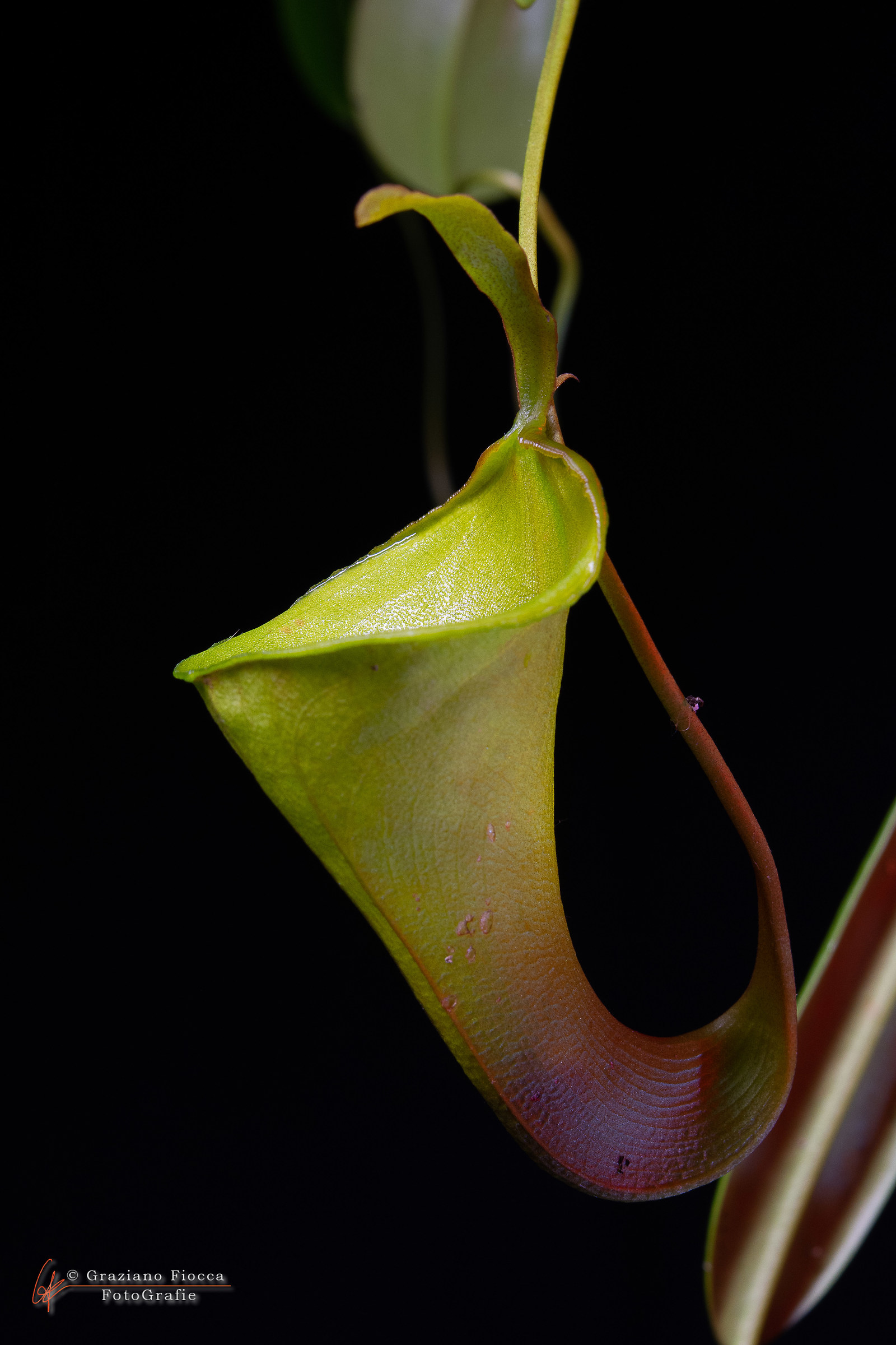 Nepenthes