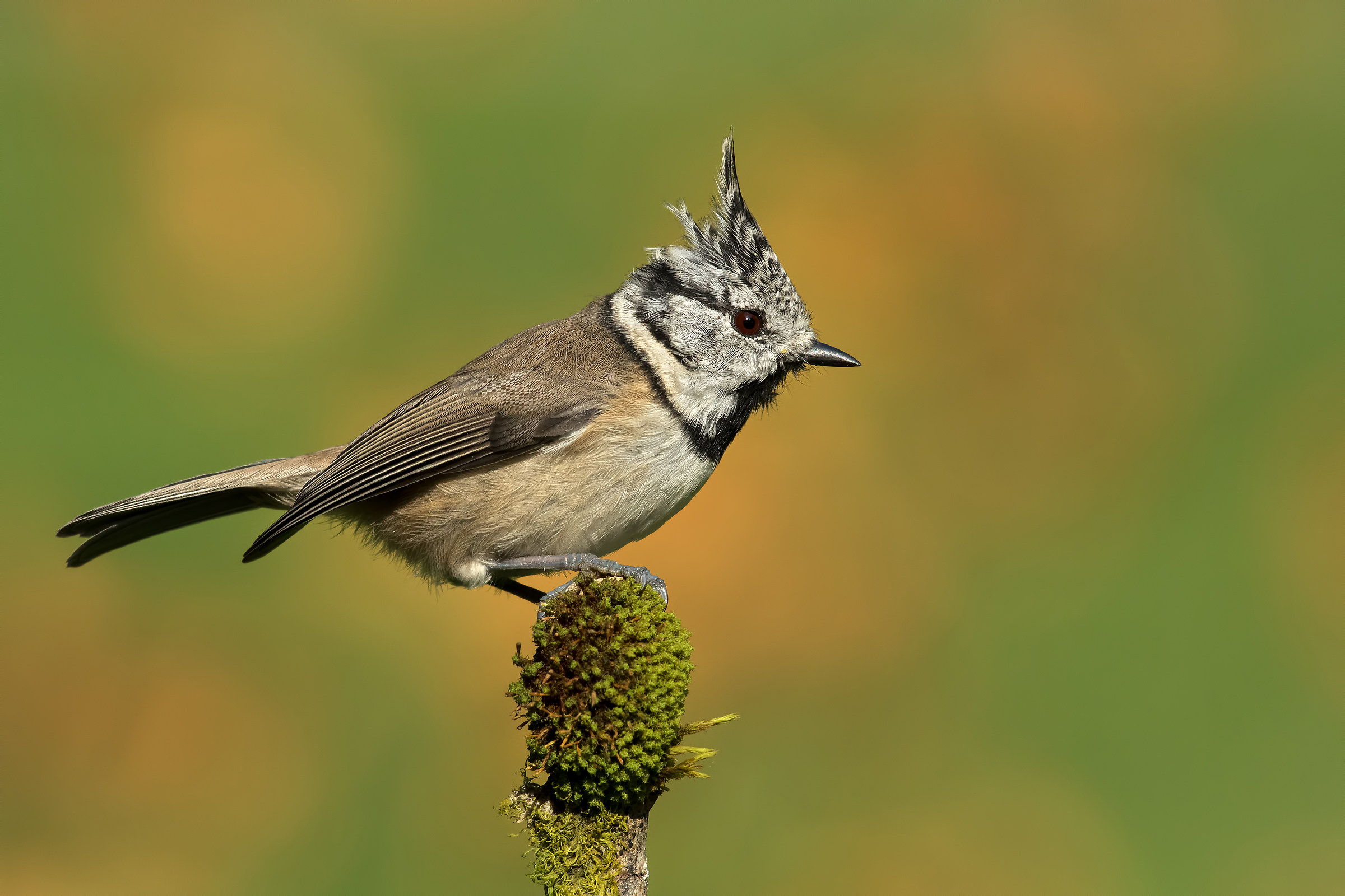 Cincia from the Tuam