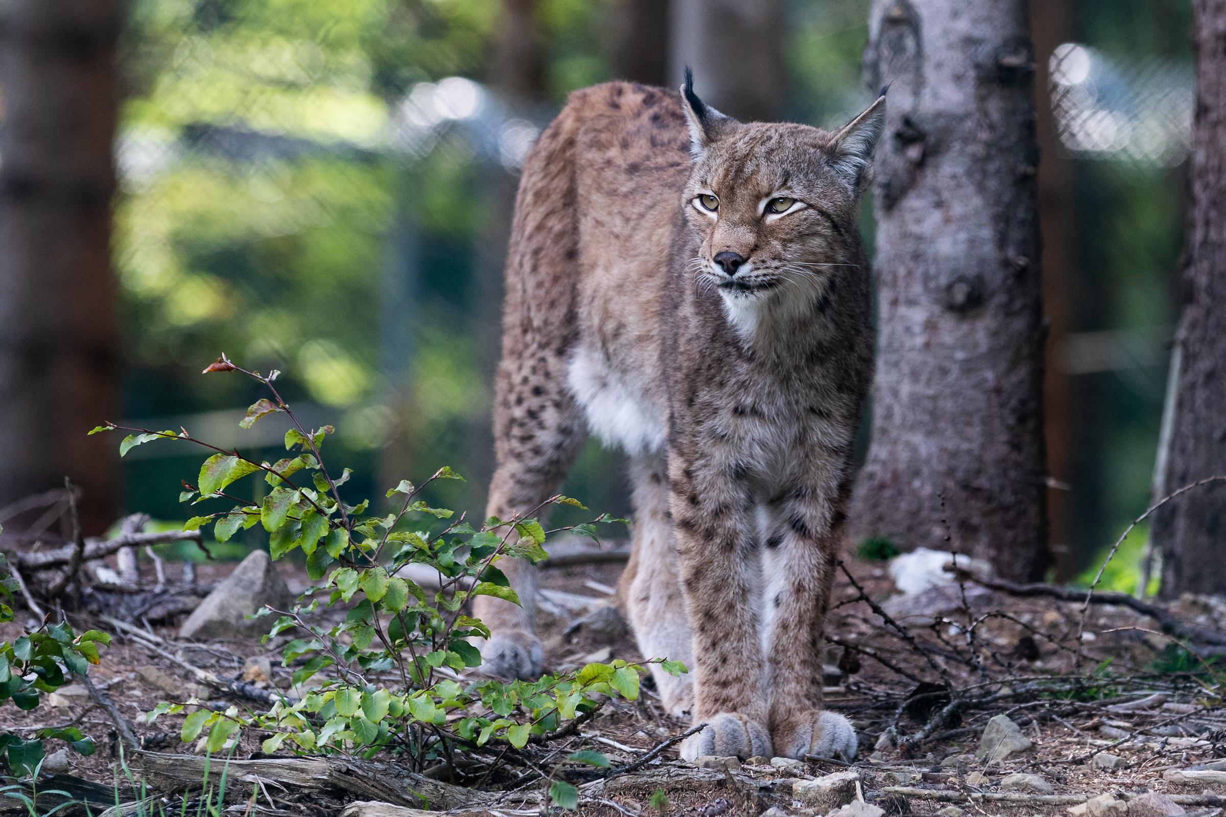 Lince sulle Dolomiti