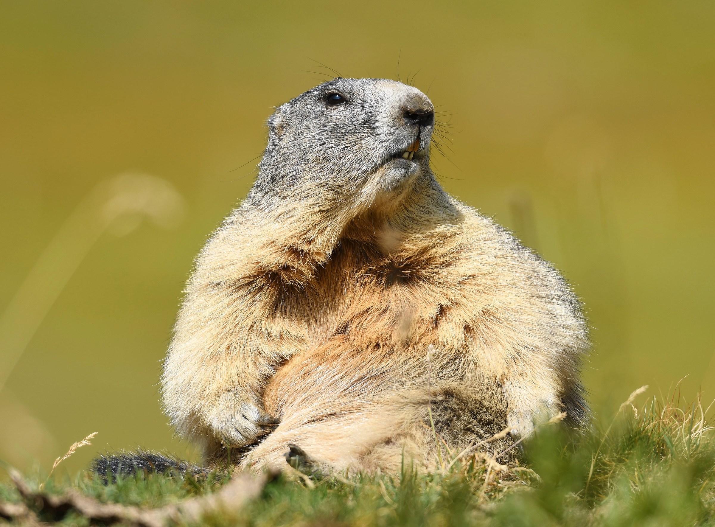 Alpine Marmot