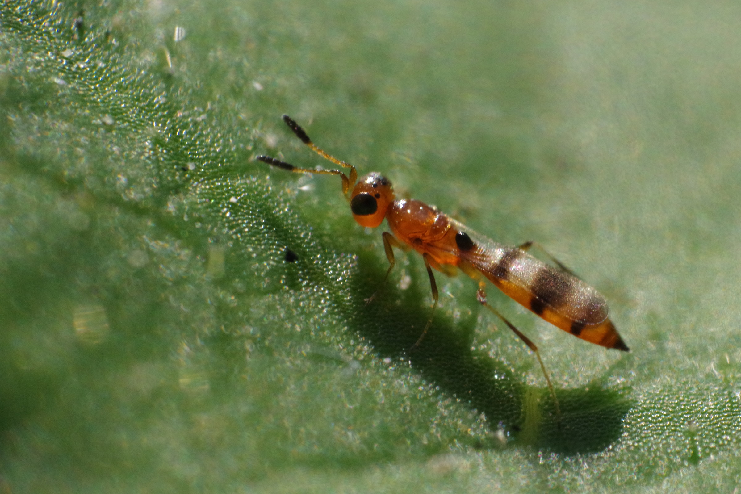 Orange Hymenoptera