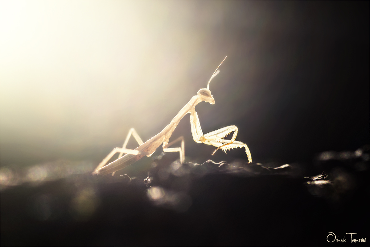 La mantide del Merisi