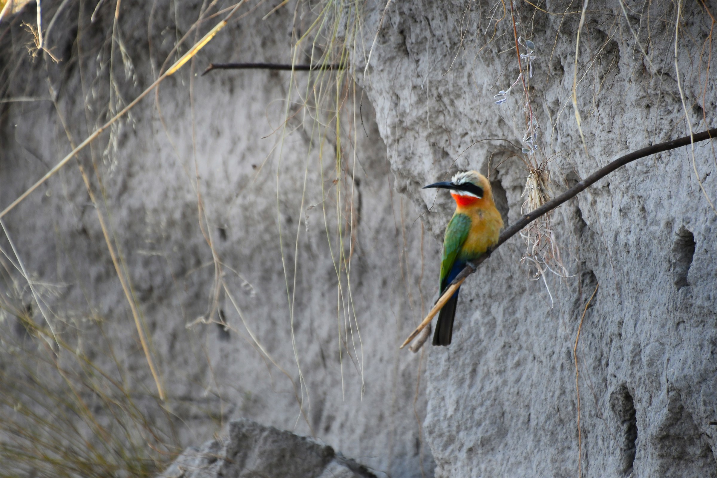 Bee-eater?