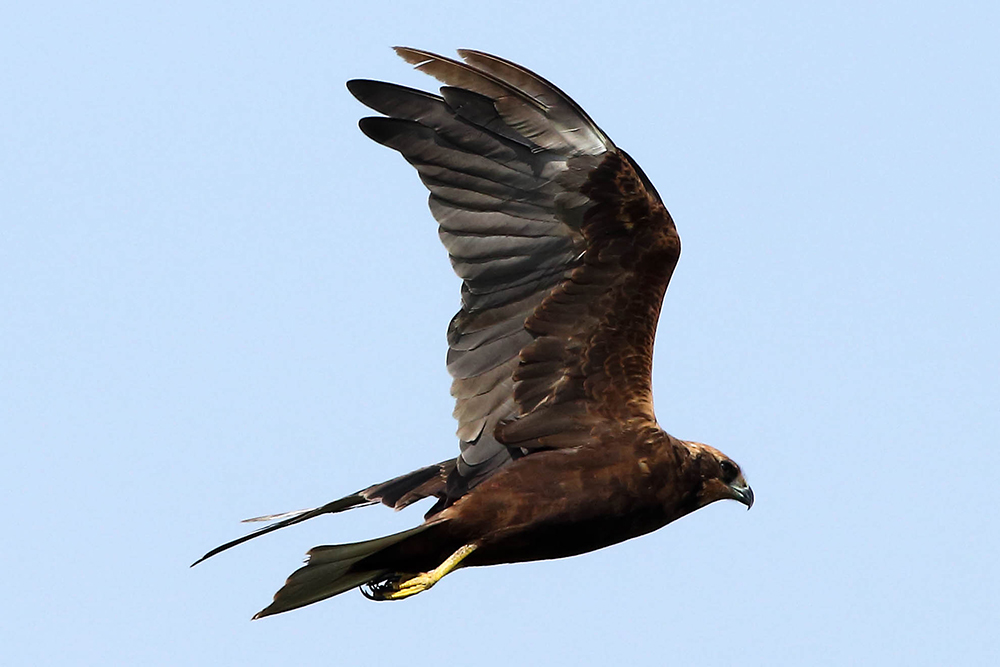 Riecco il Falco di palude