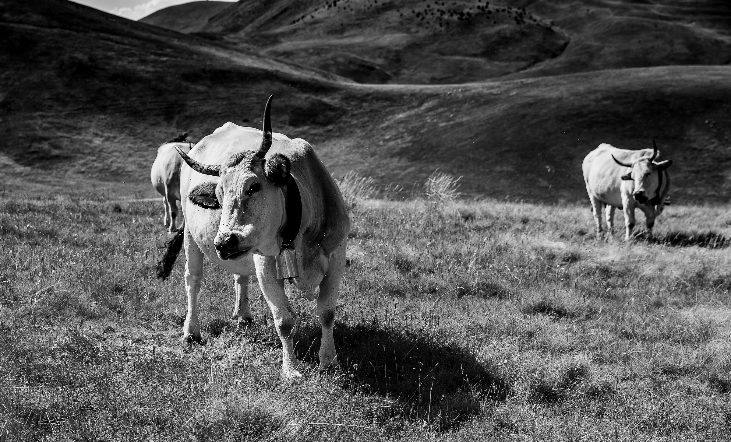 But it's not a clone