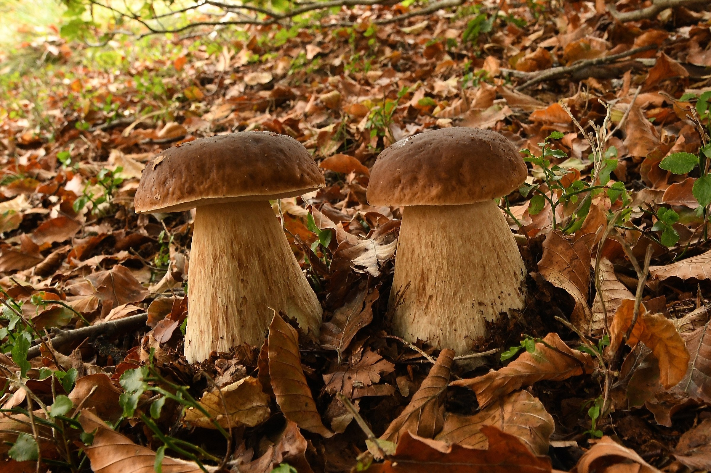 Boletus edulis