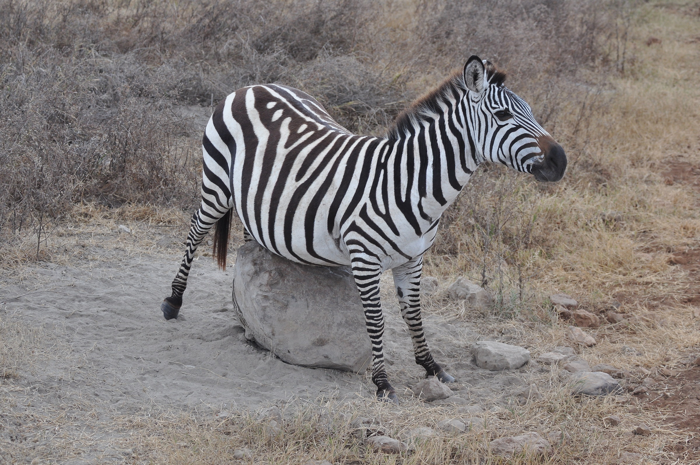 When you have that itch that.....